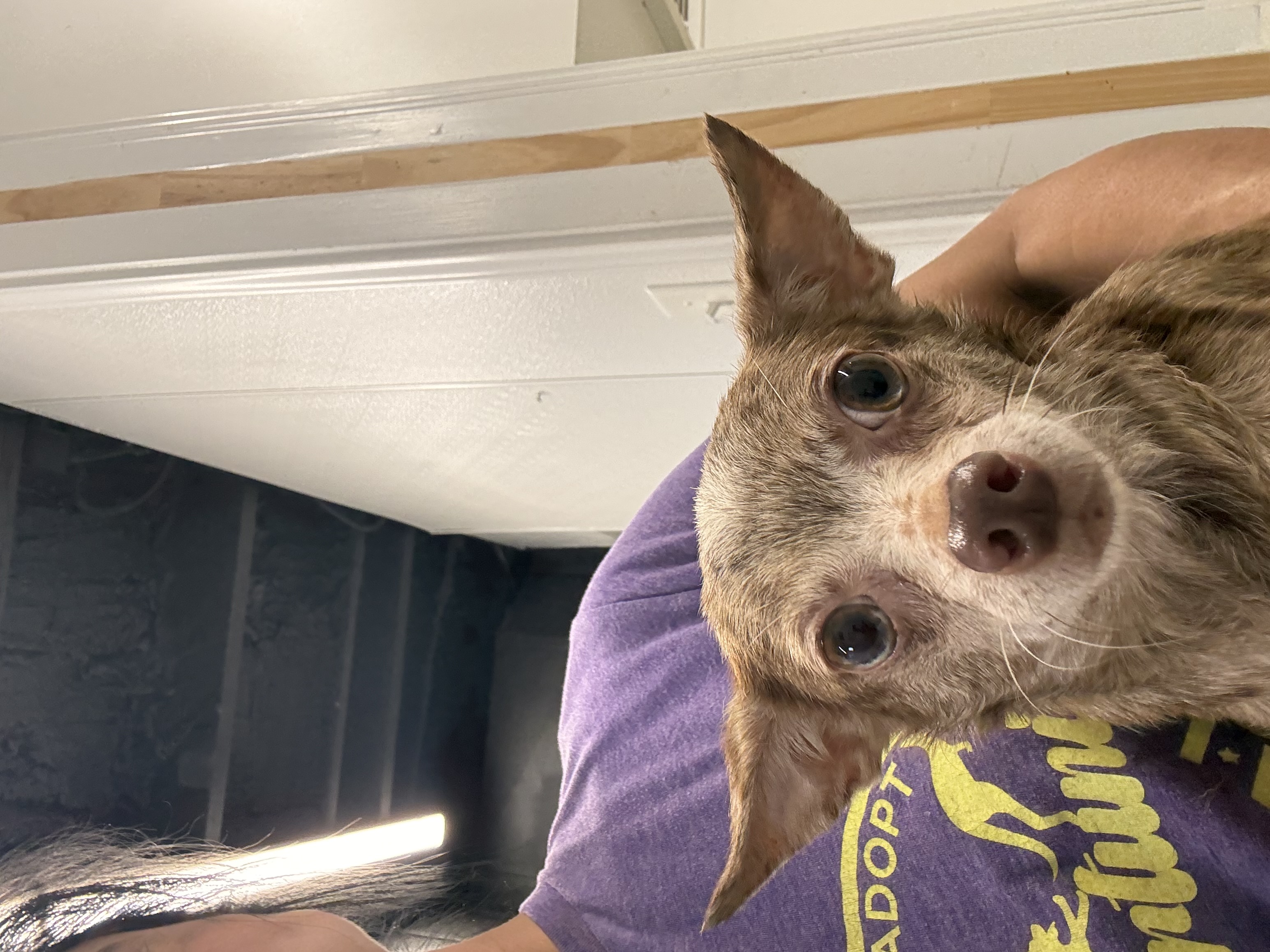 Rosa available for adoption