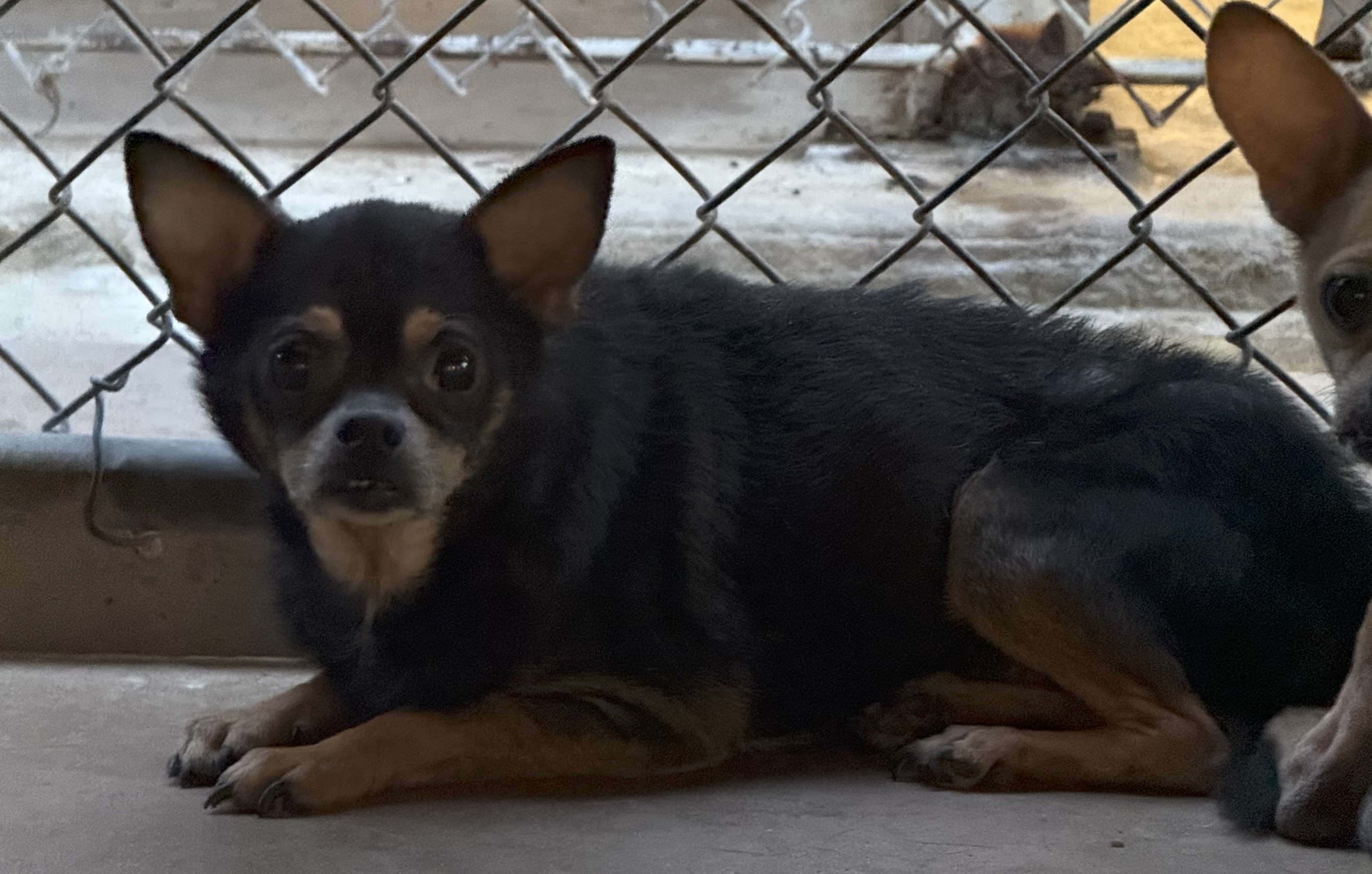 Rocky available for adoption