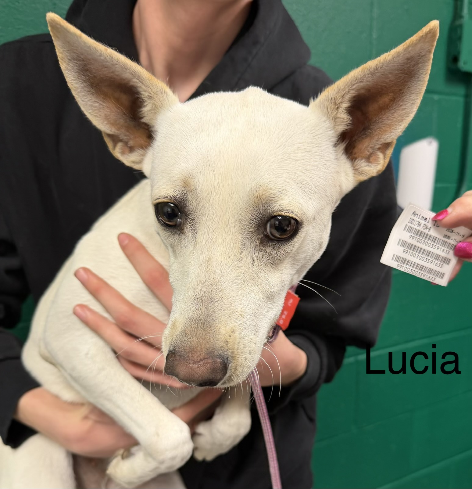Lucia coming soon for adoption
