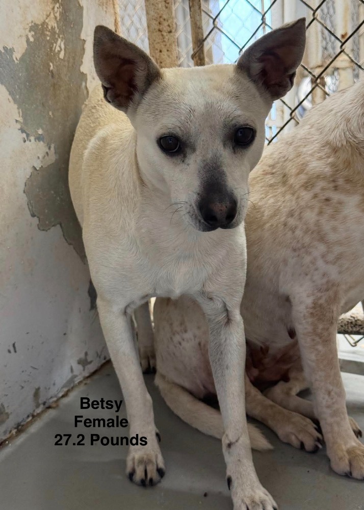 Betsy coming soon for adoption
