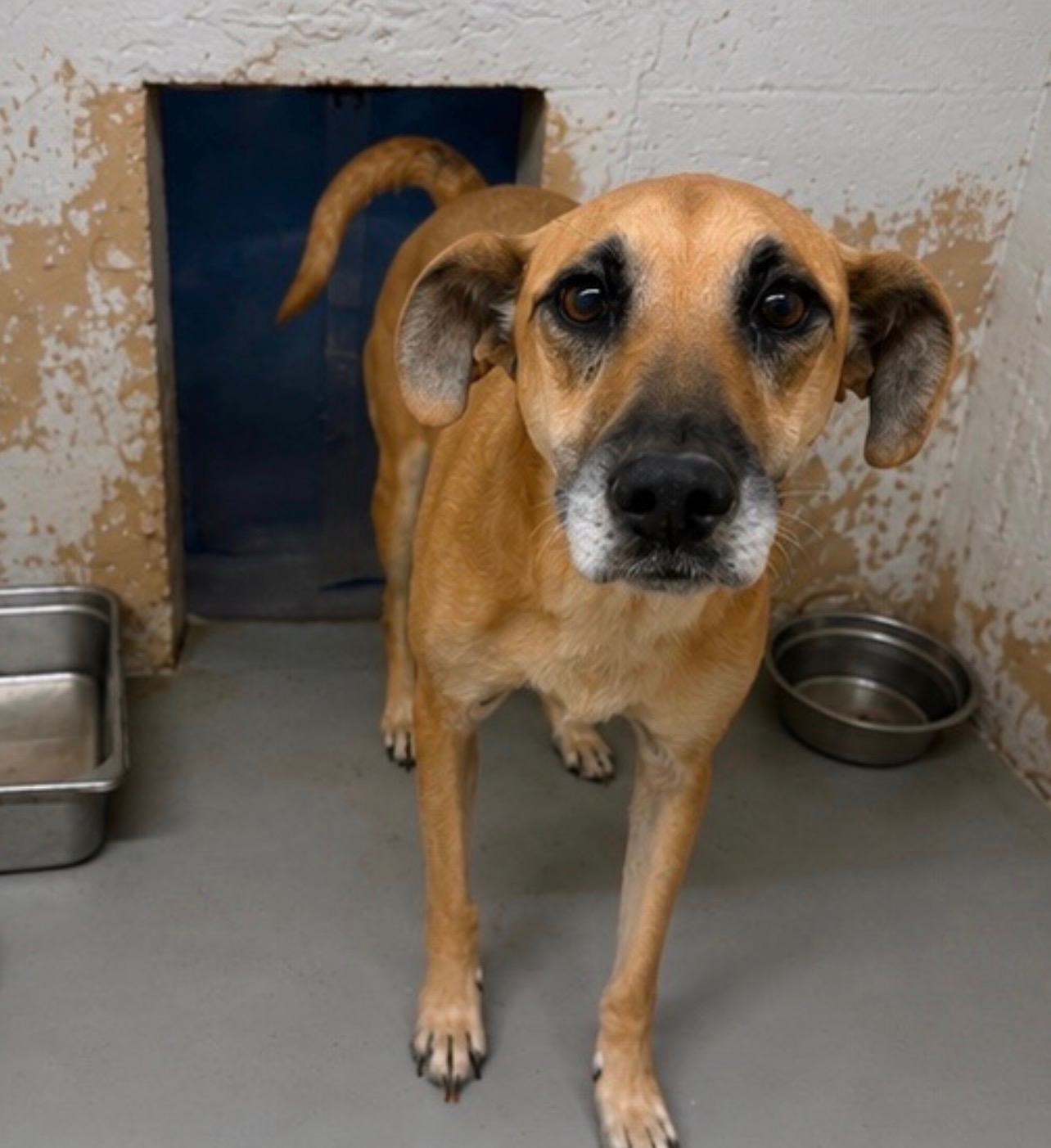 Lacy available for adoption