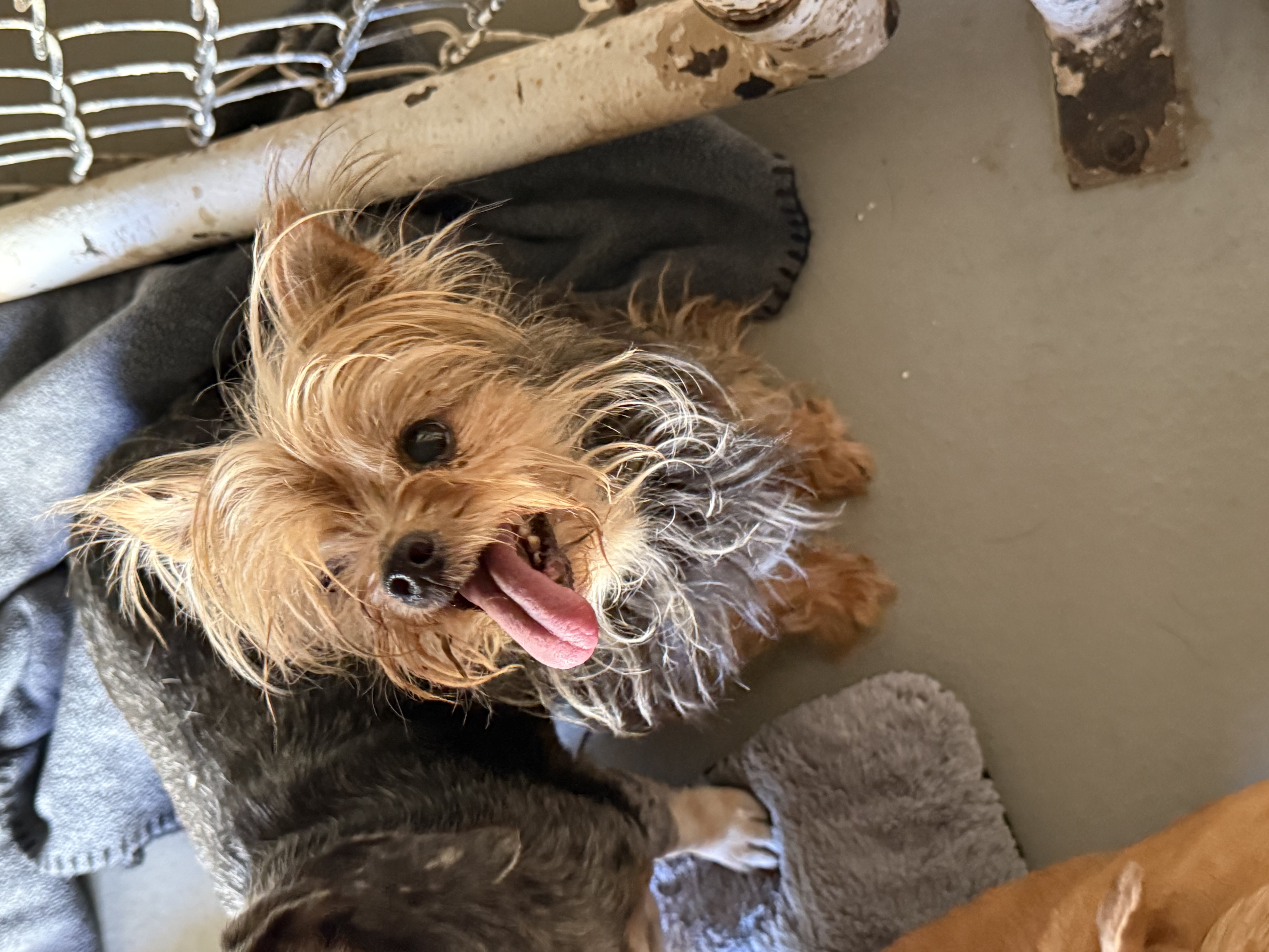 Violet available for adoption