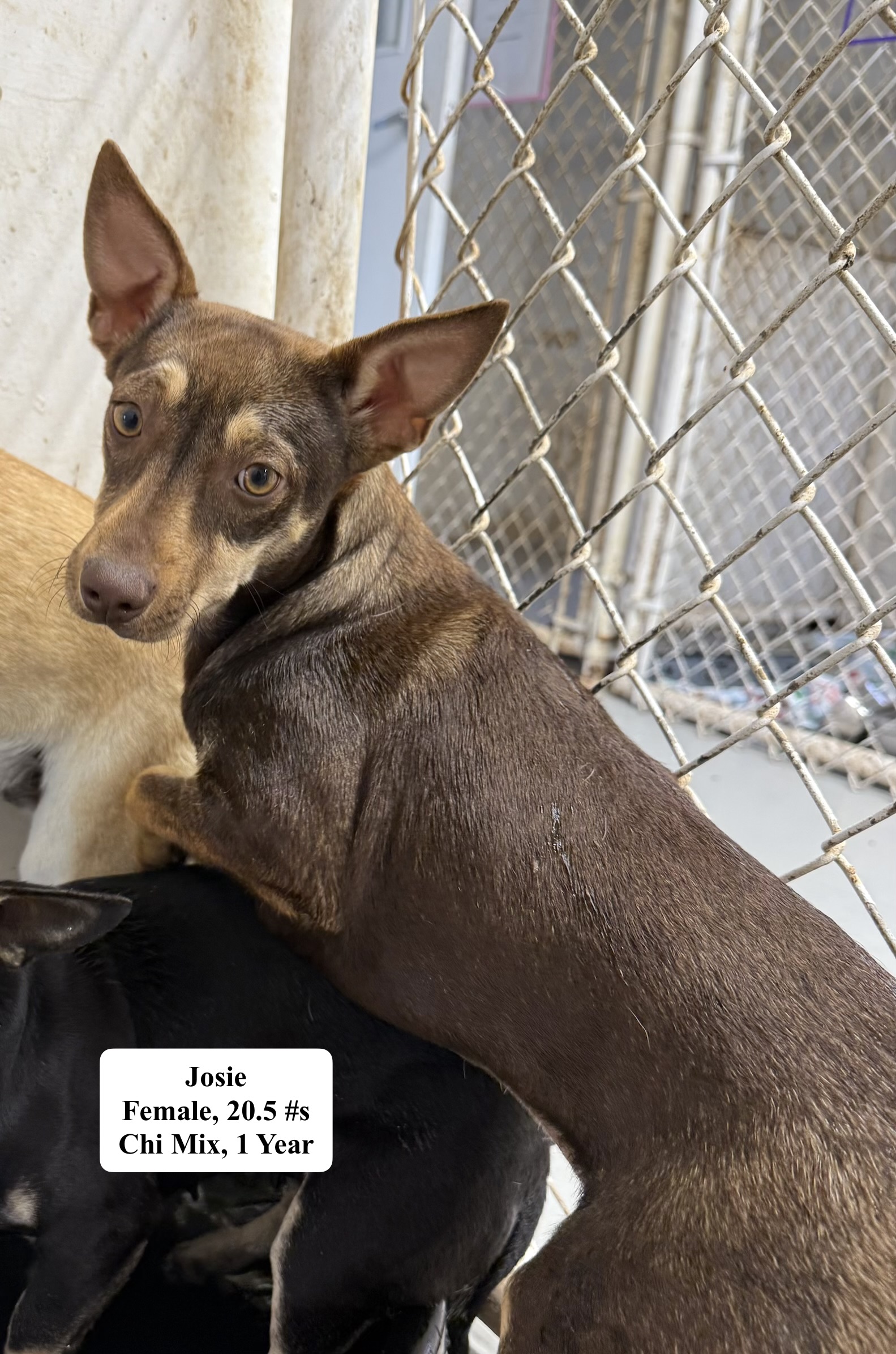 Josie available for adoption