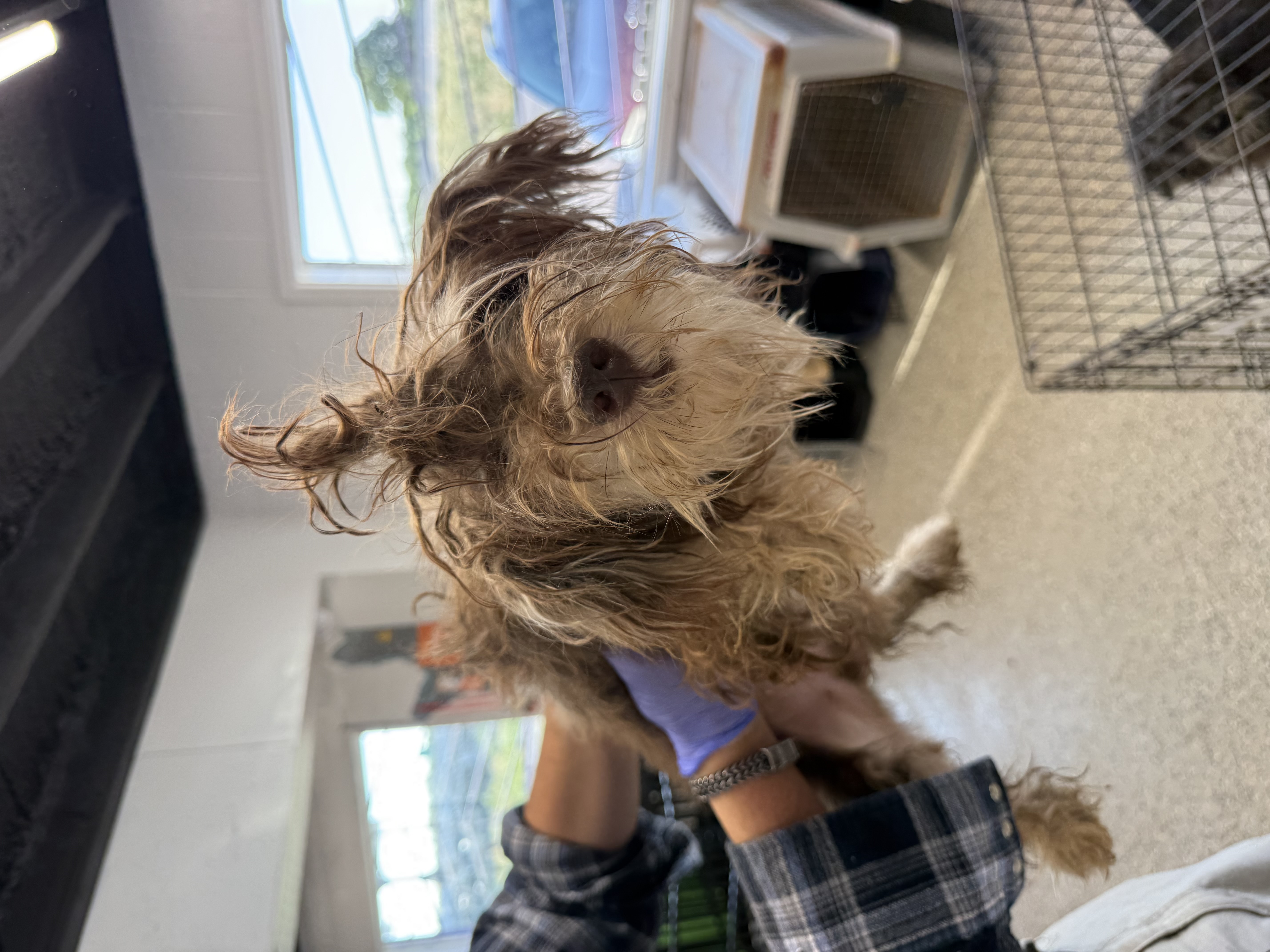 Whip available for adoption