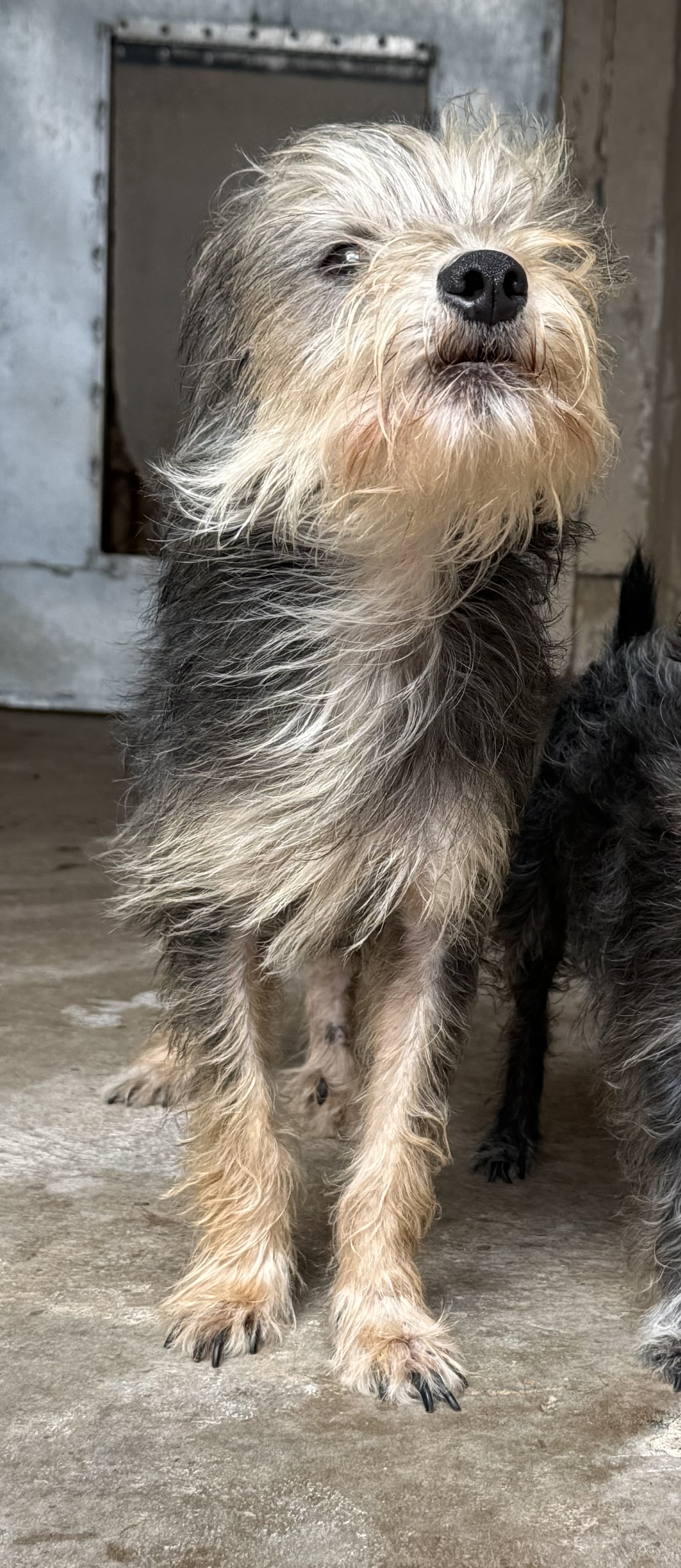 Muneco coming soon for adoption