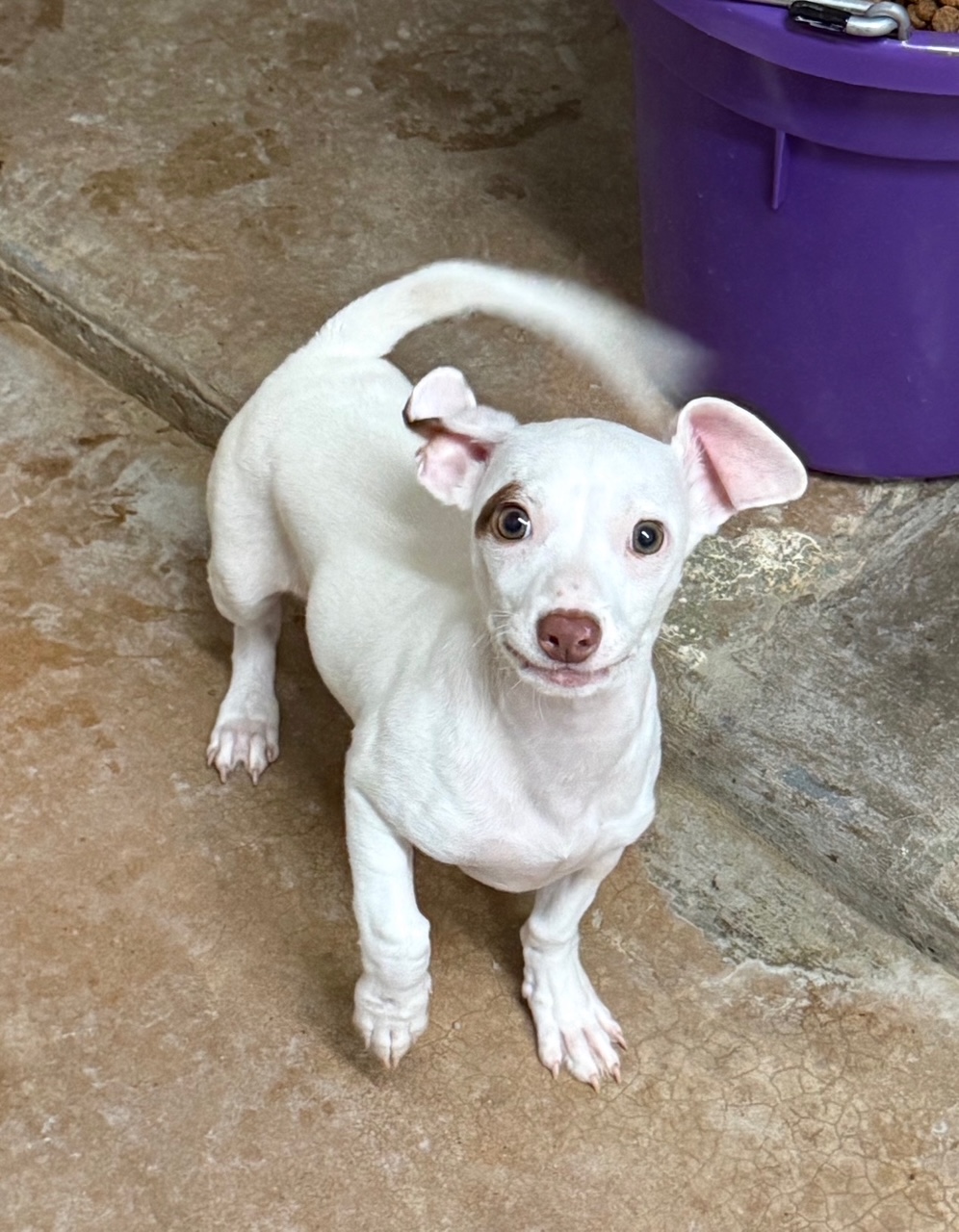 Charlie available for adoption