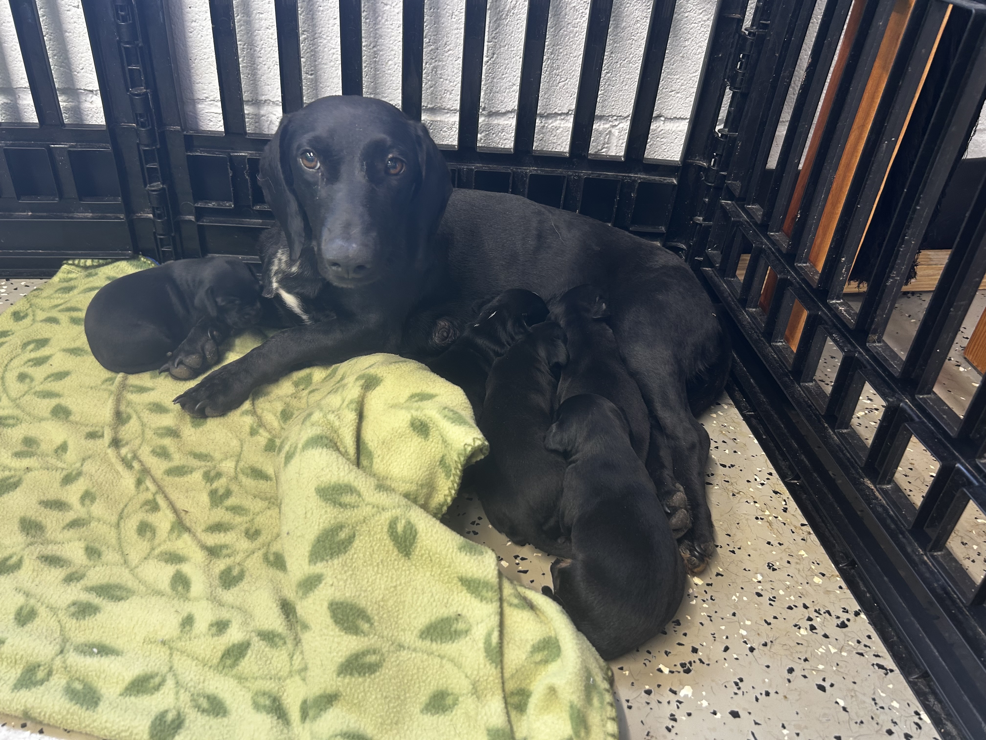Elle available for adoption