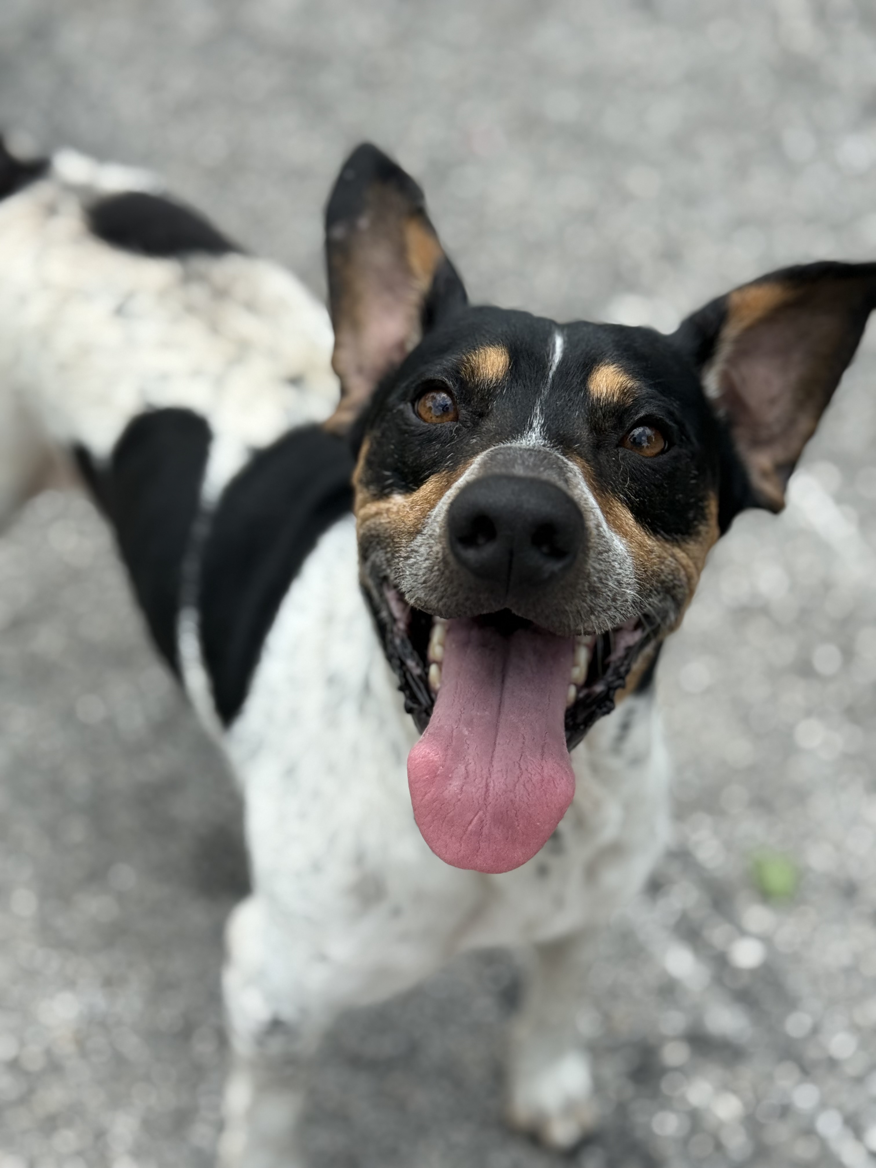 Cooper available for adoption