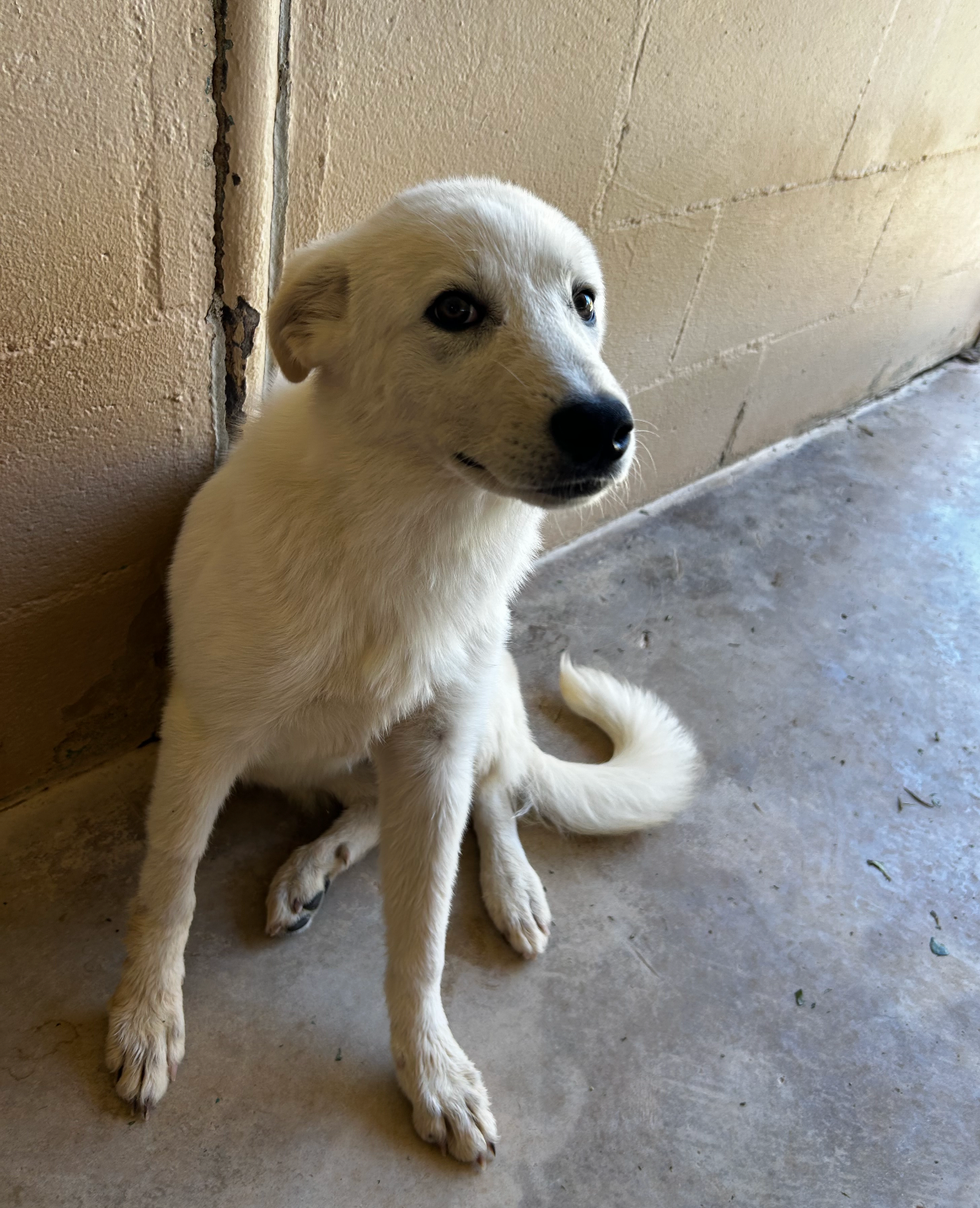 Jewel available for adoption