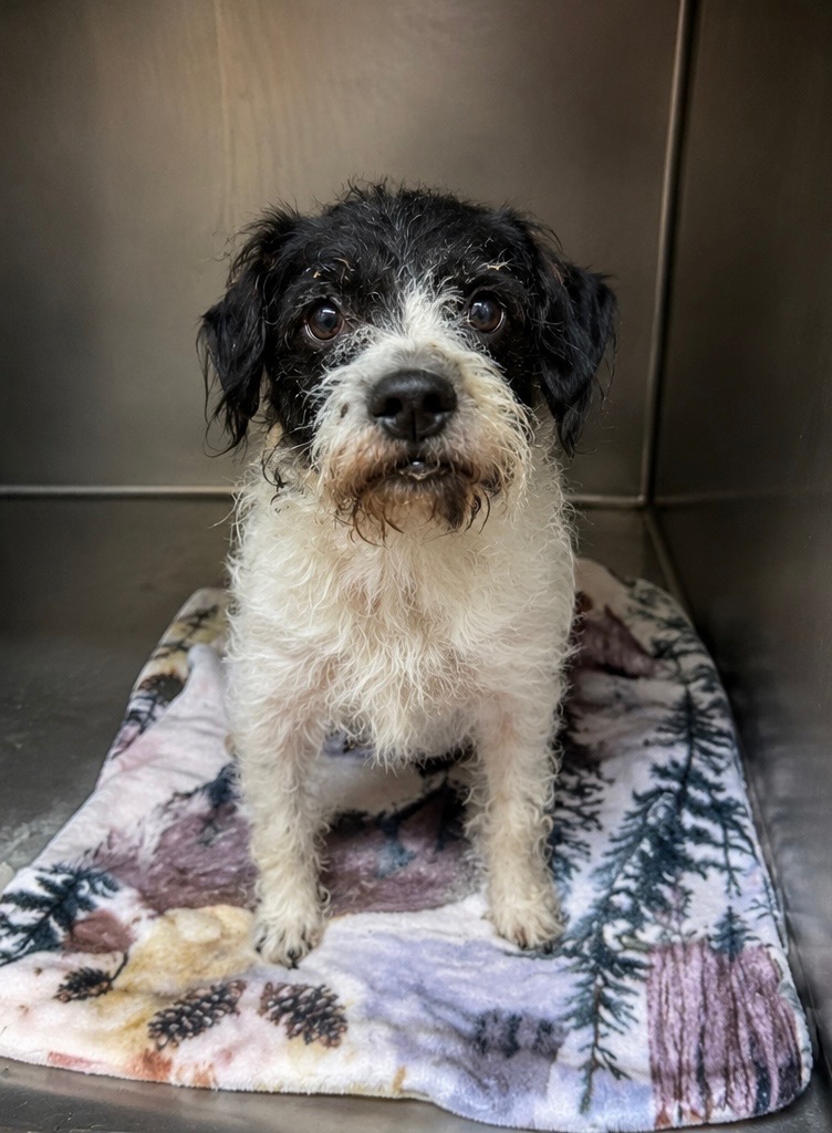 Rook available for adoption