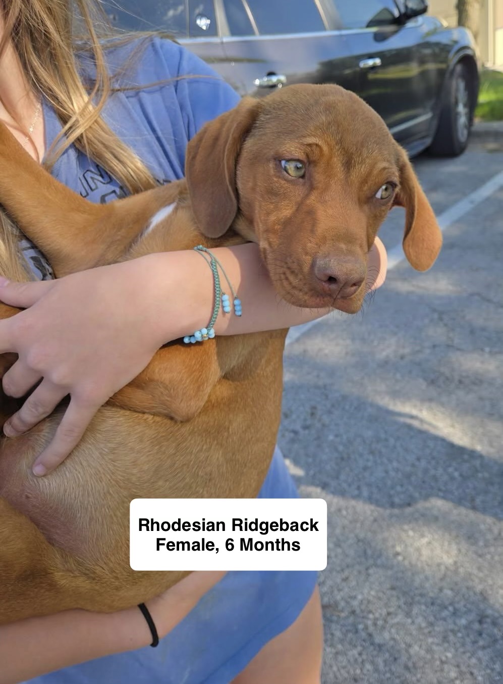 April (R) available for adoption