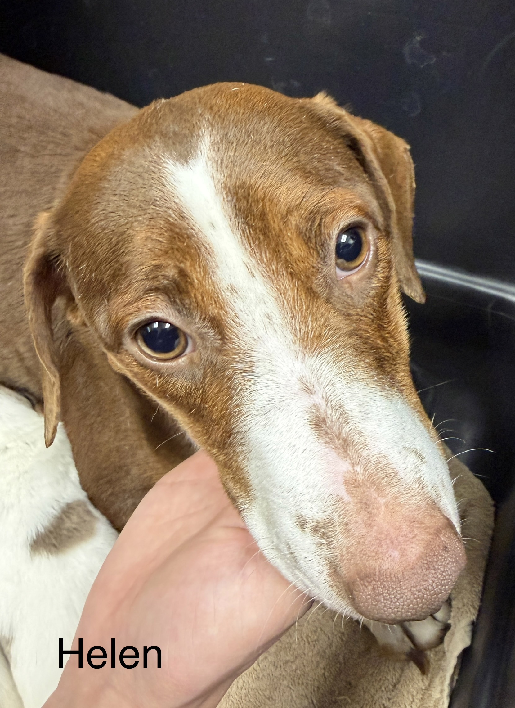 Helen available for adoption