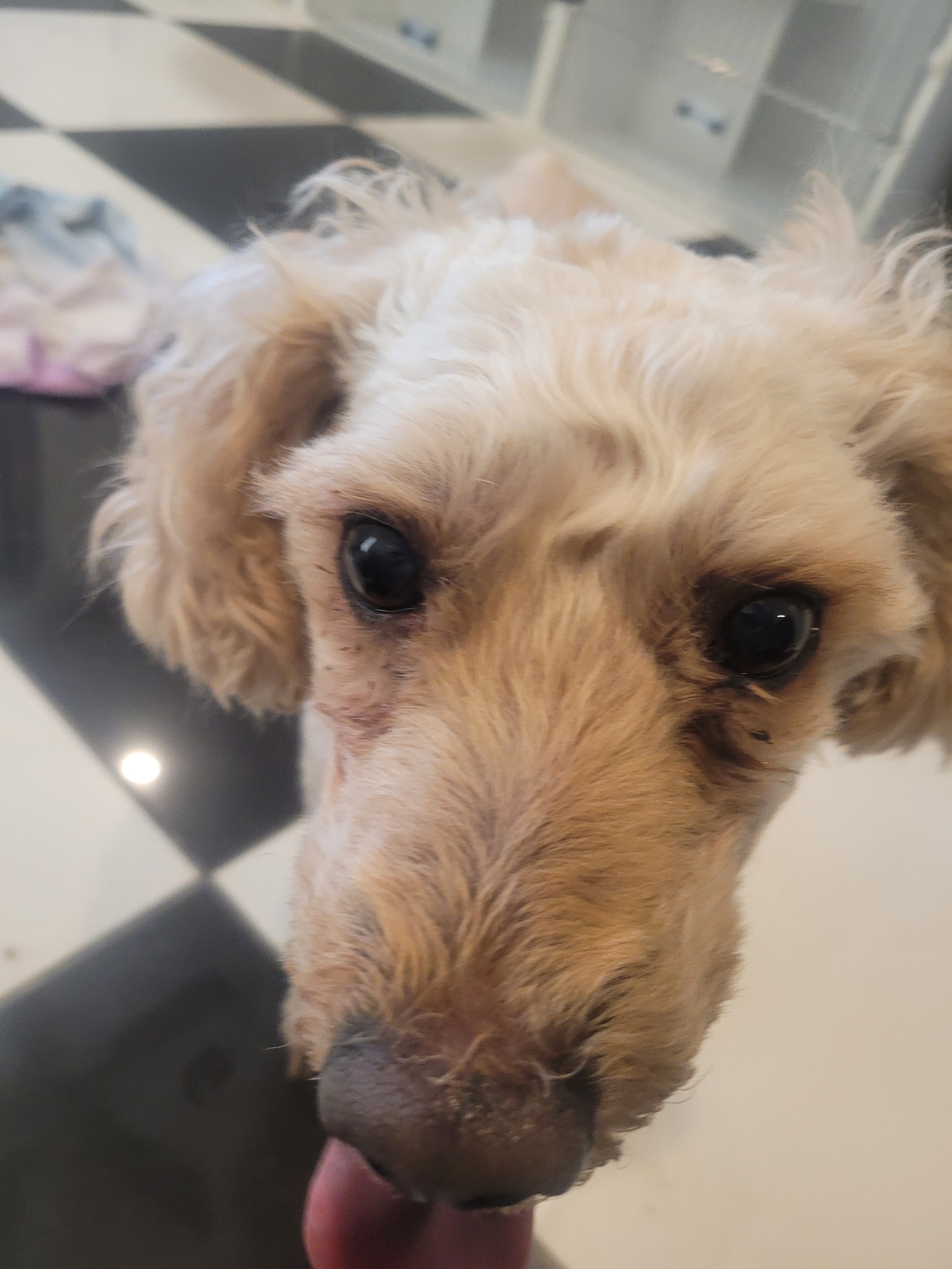 Loui available for adoption