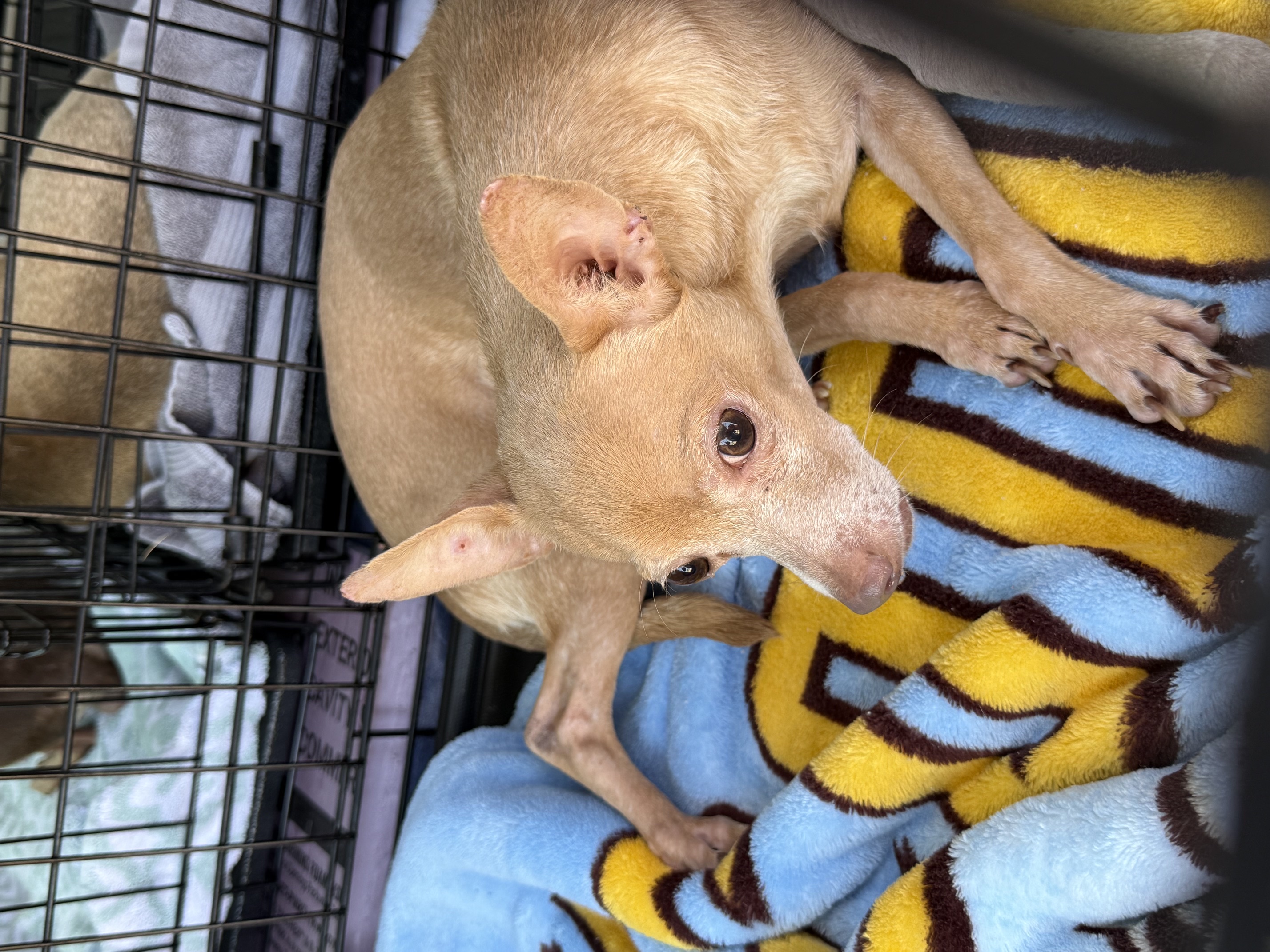 Terry available for adoption