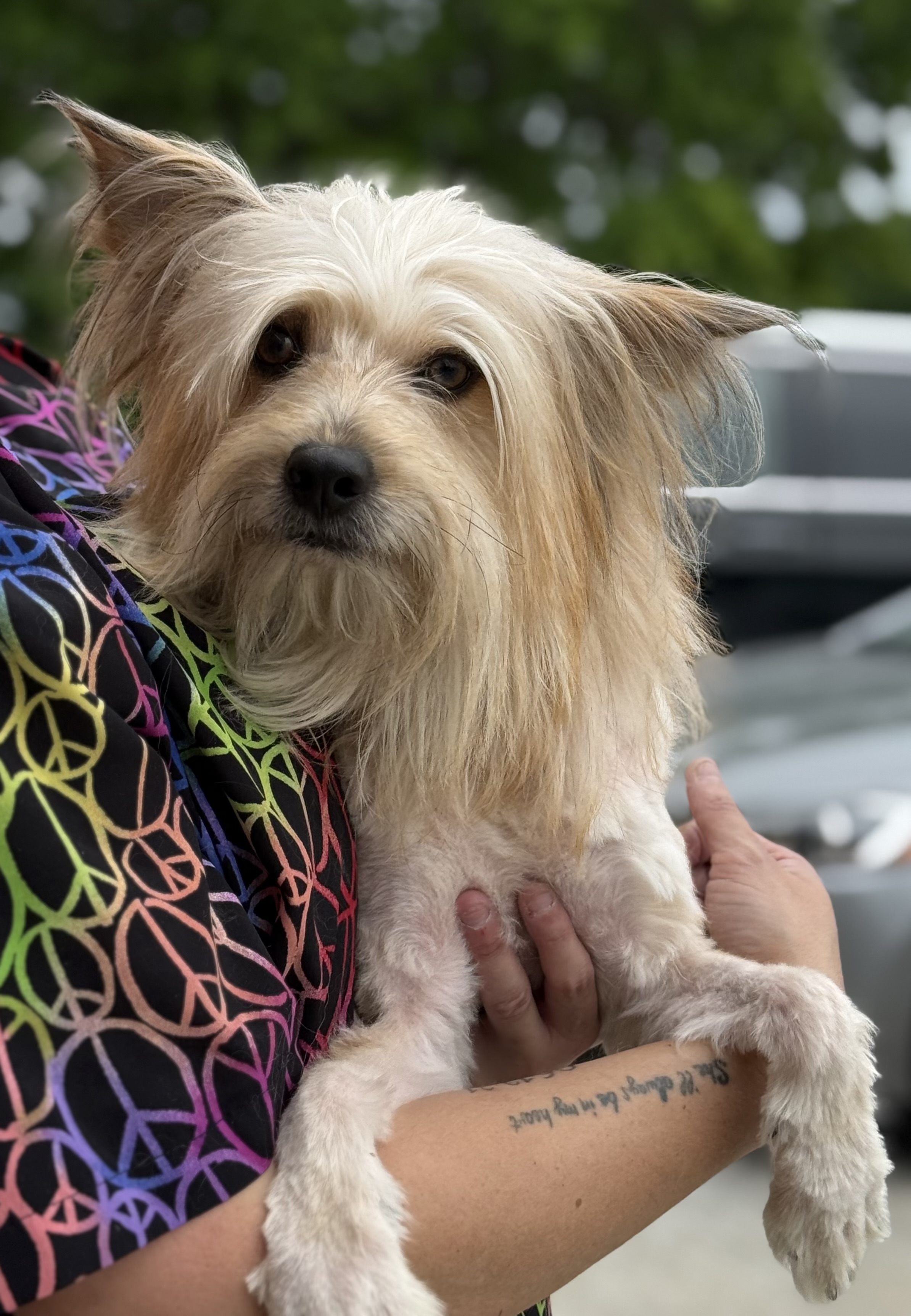 Cuddles available for adoption
