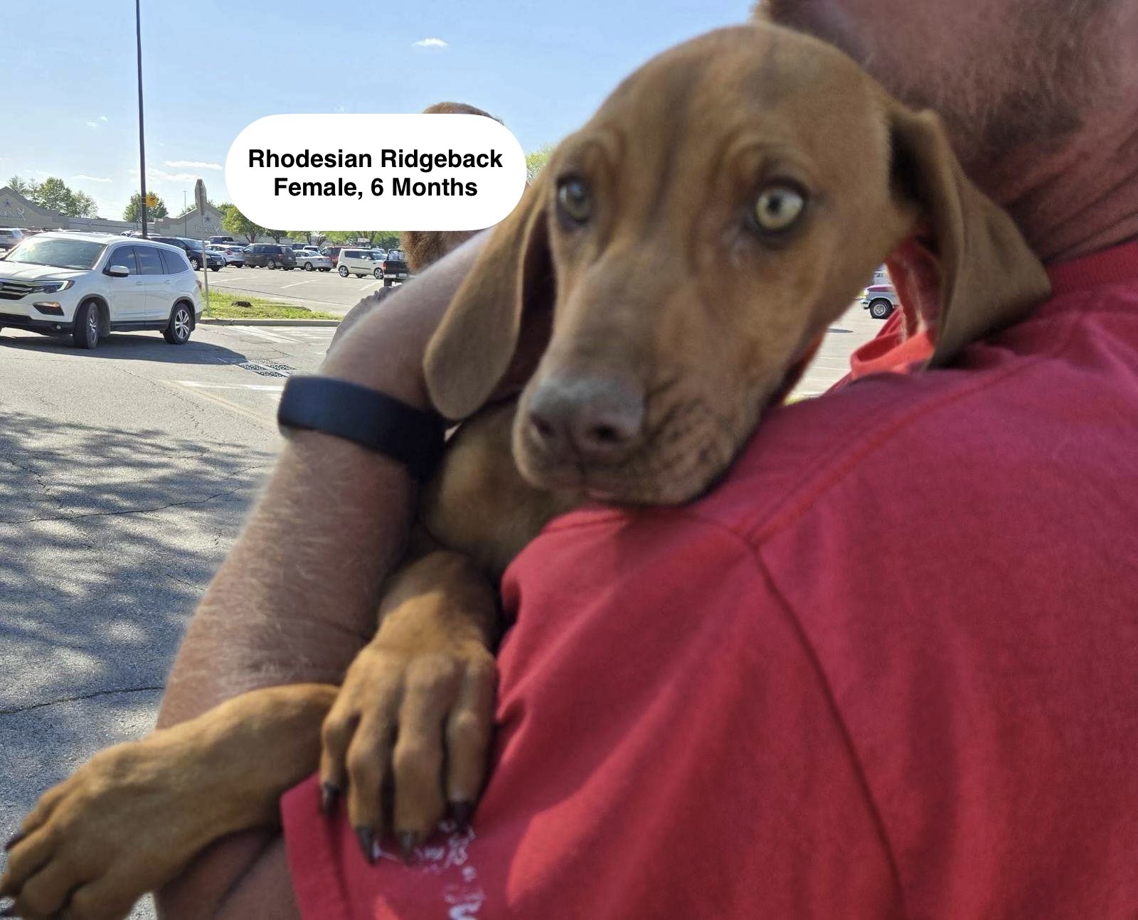 June available for adoption