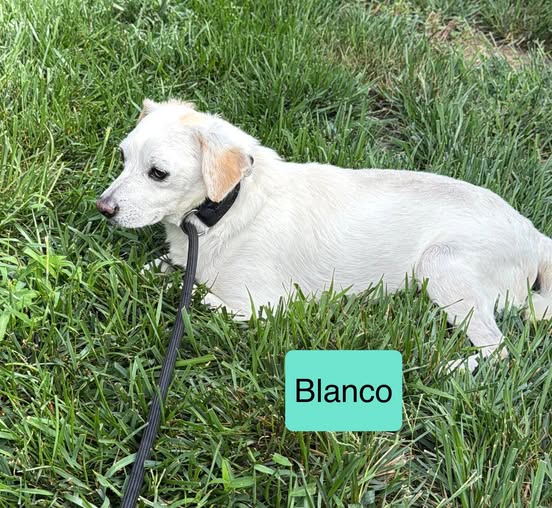 Blanco available for adoption