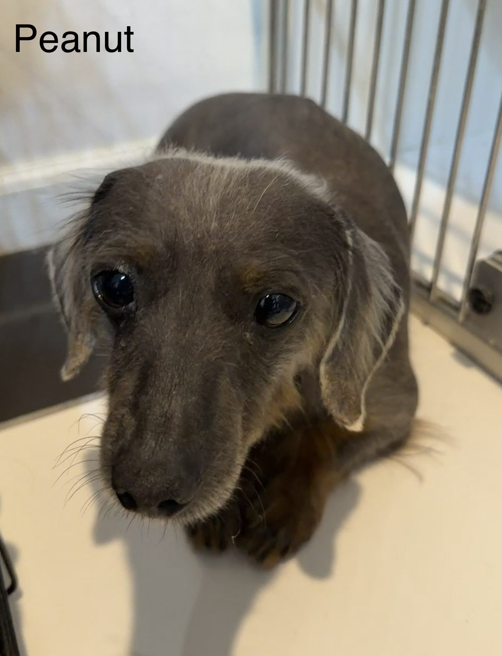 Peanut available for adoption
