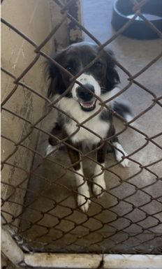 Oreo available for adoption