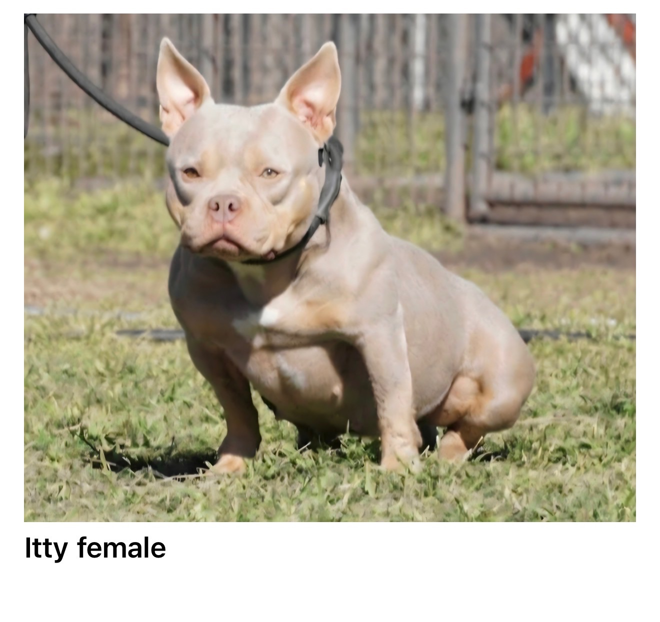 Itty available for adoption