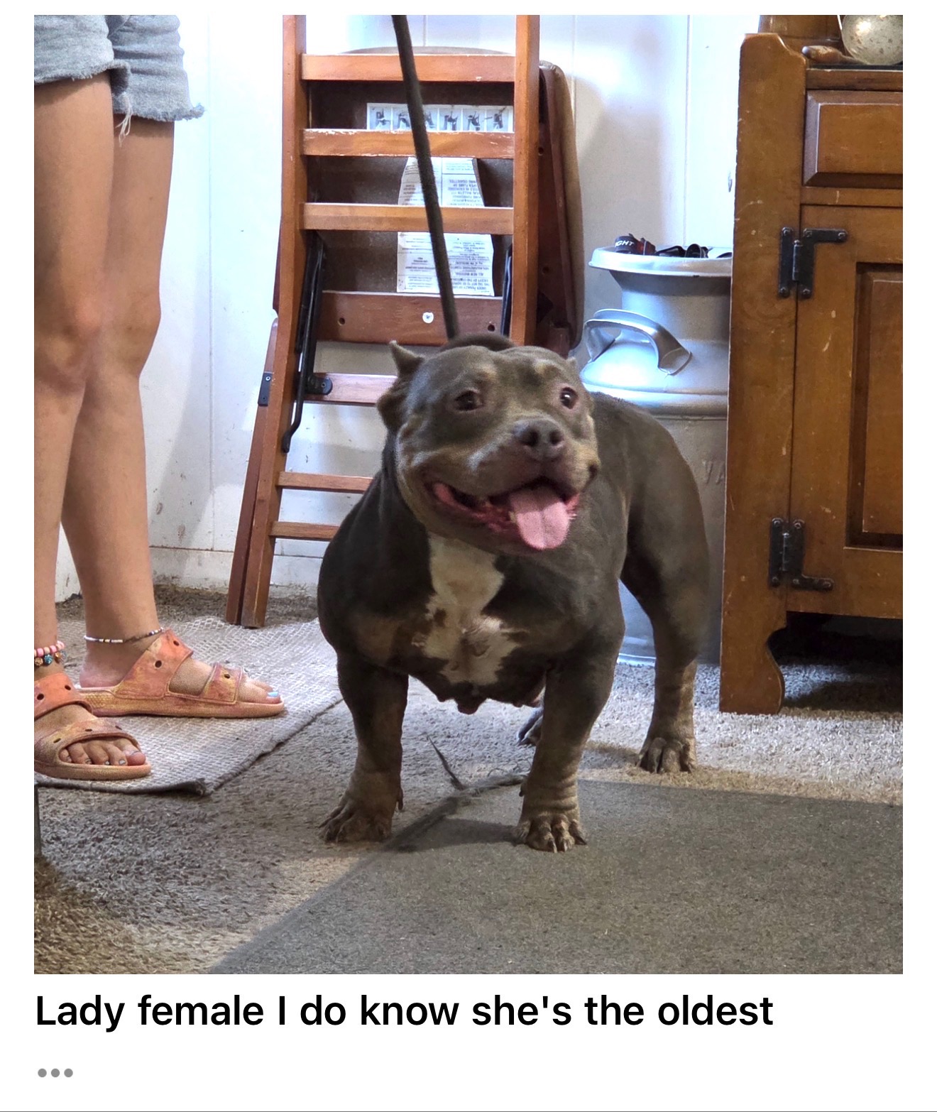 Lady available for adoption