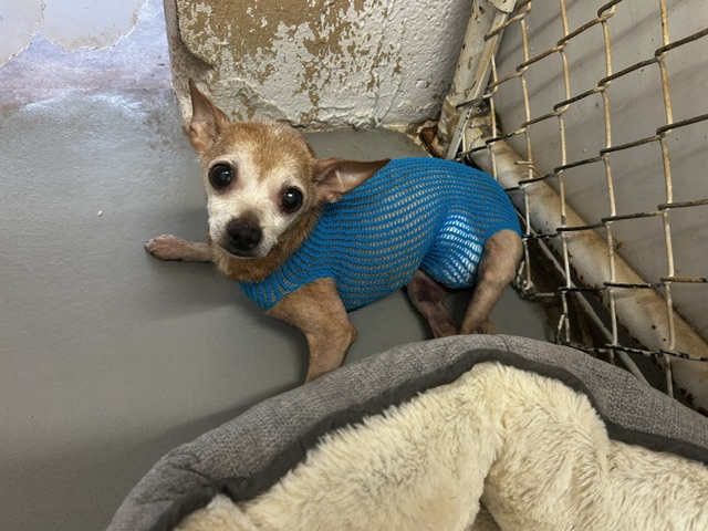 Sissy (Chi) available for adoption