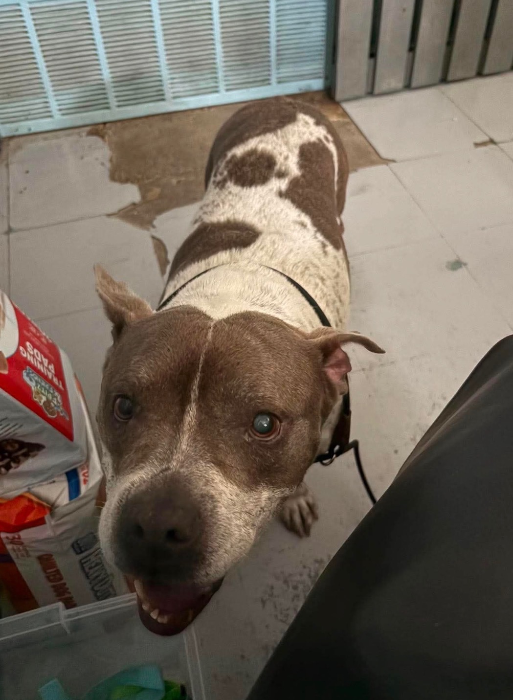 Jim Bo available for adoption