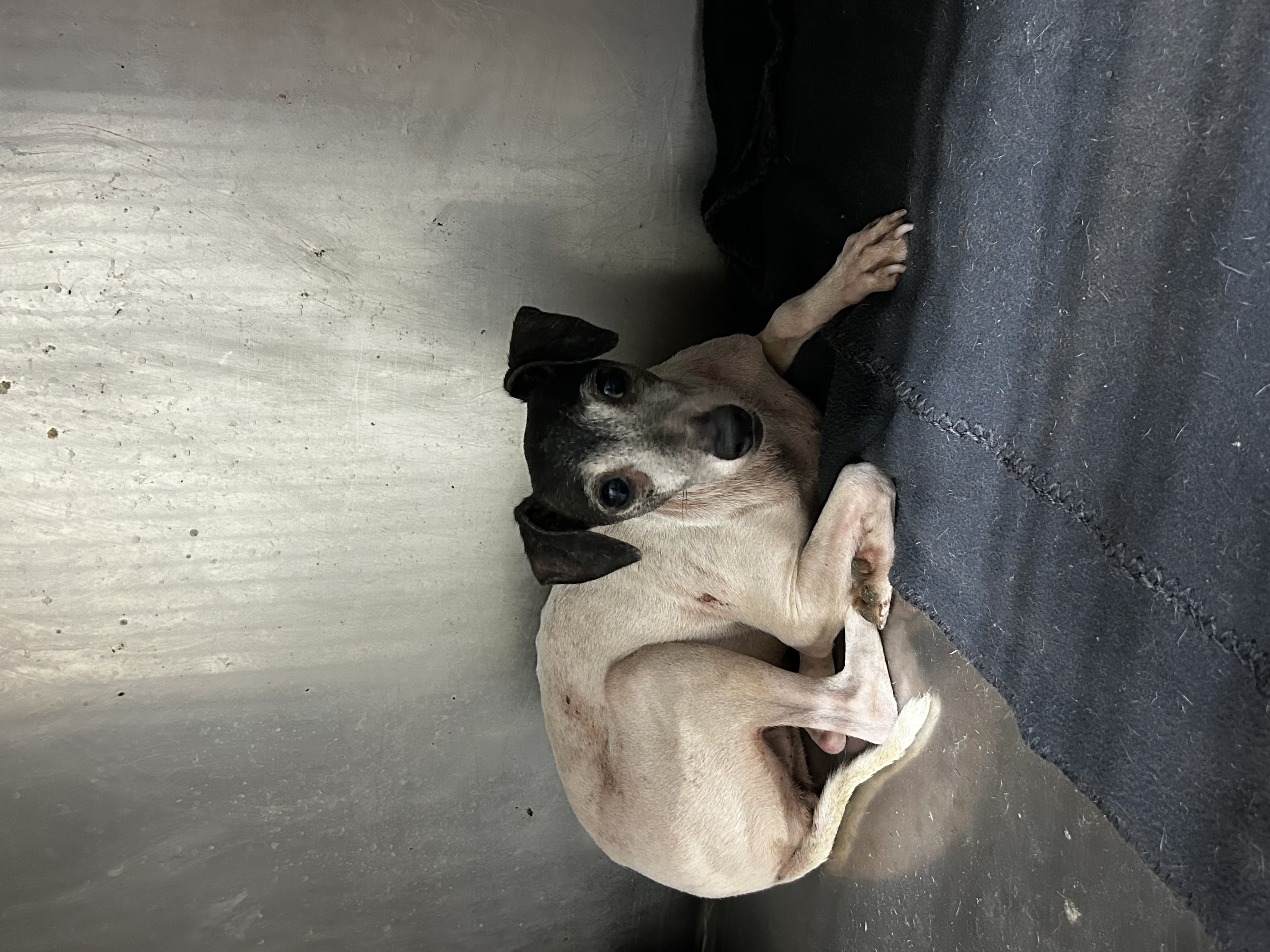 Sandy available for adoption