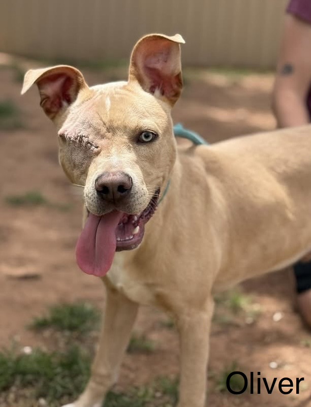Oliver available for adoption