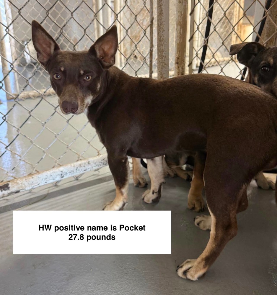 Pocket coming soon for adoption