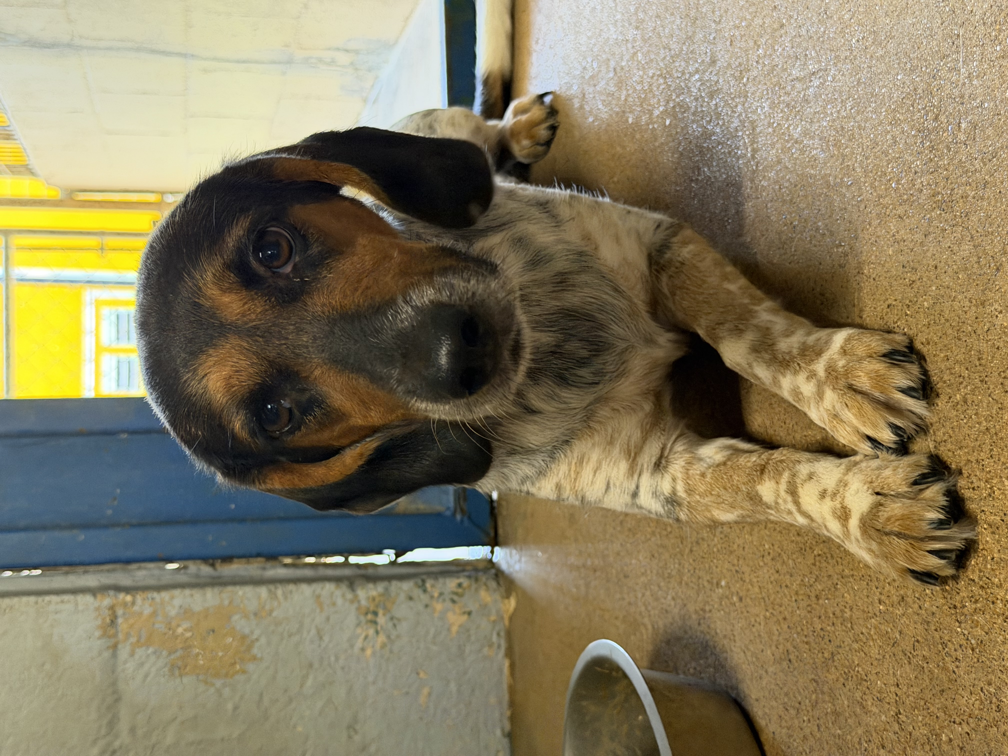 Dolly Patton available for adoption