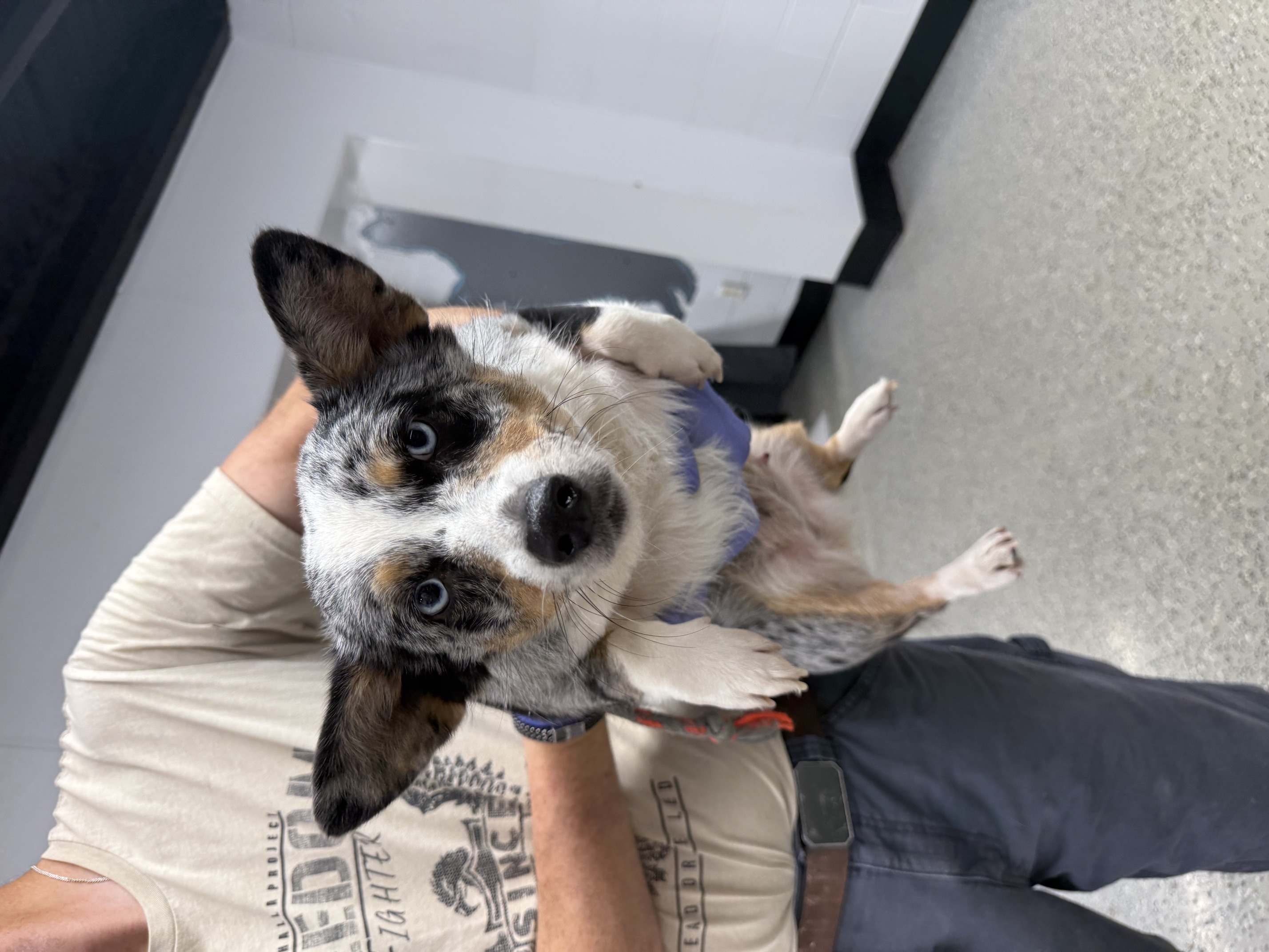 Iggy available for adoption