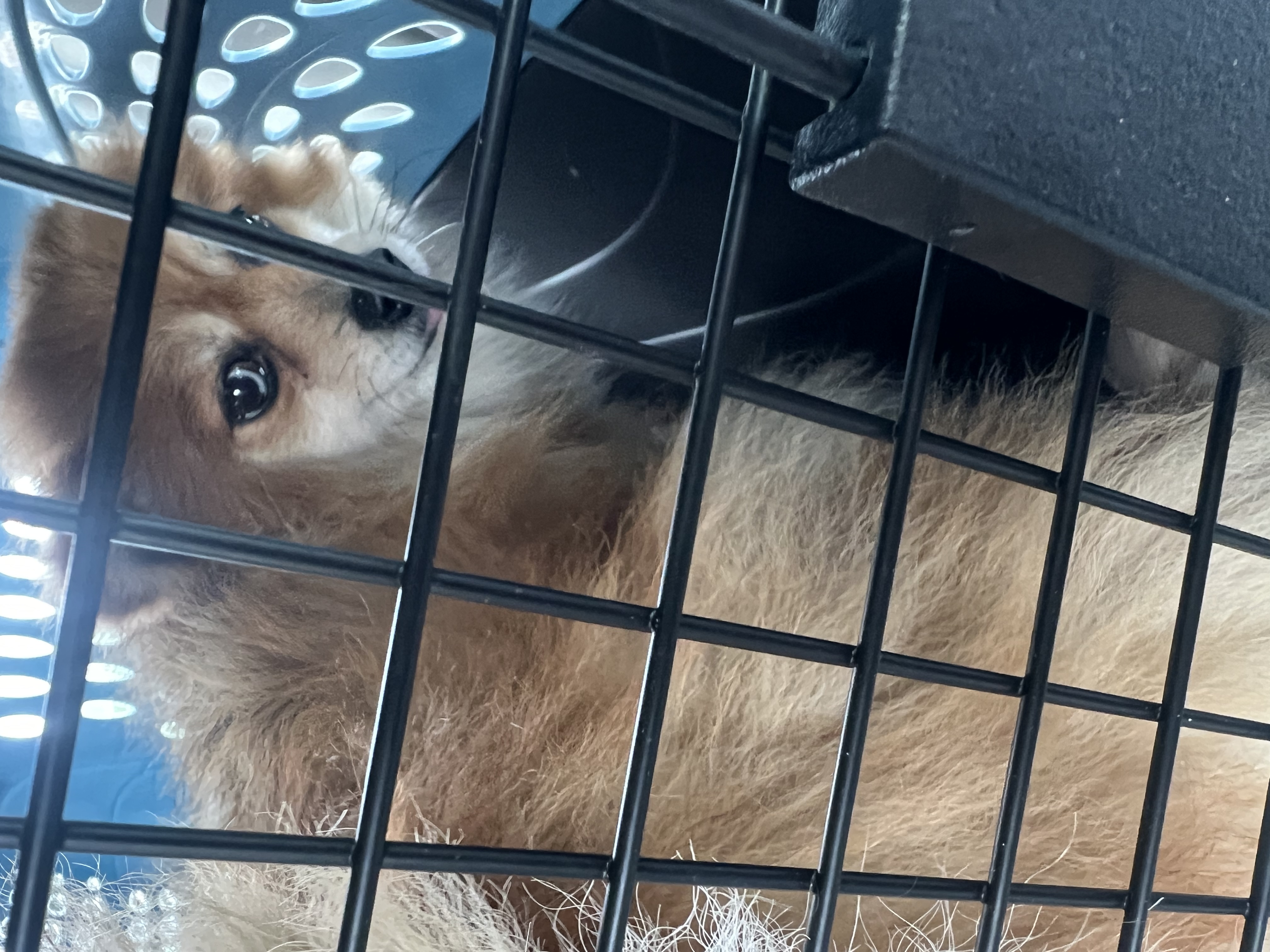Babe coming soon for adoption