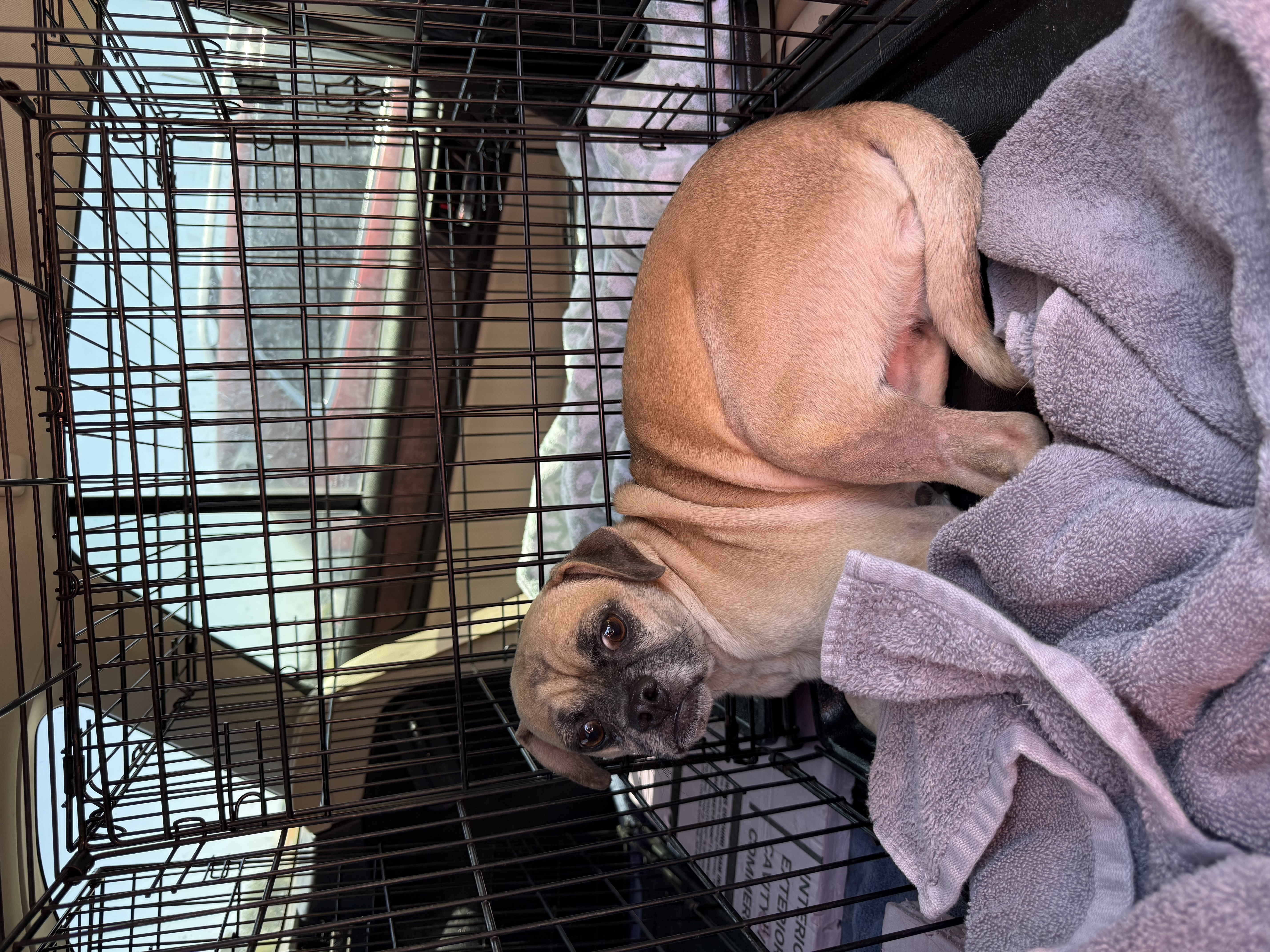 Bandit (pug mix) available for adoption