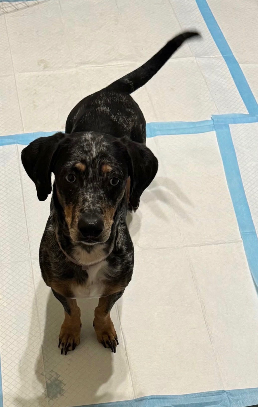 Sky available for adoption