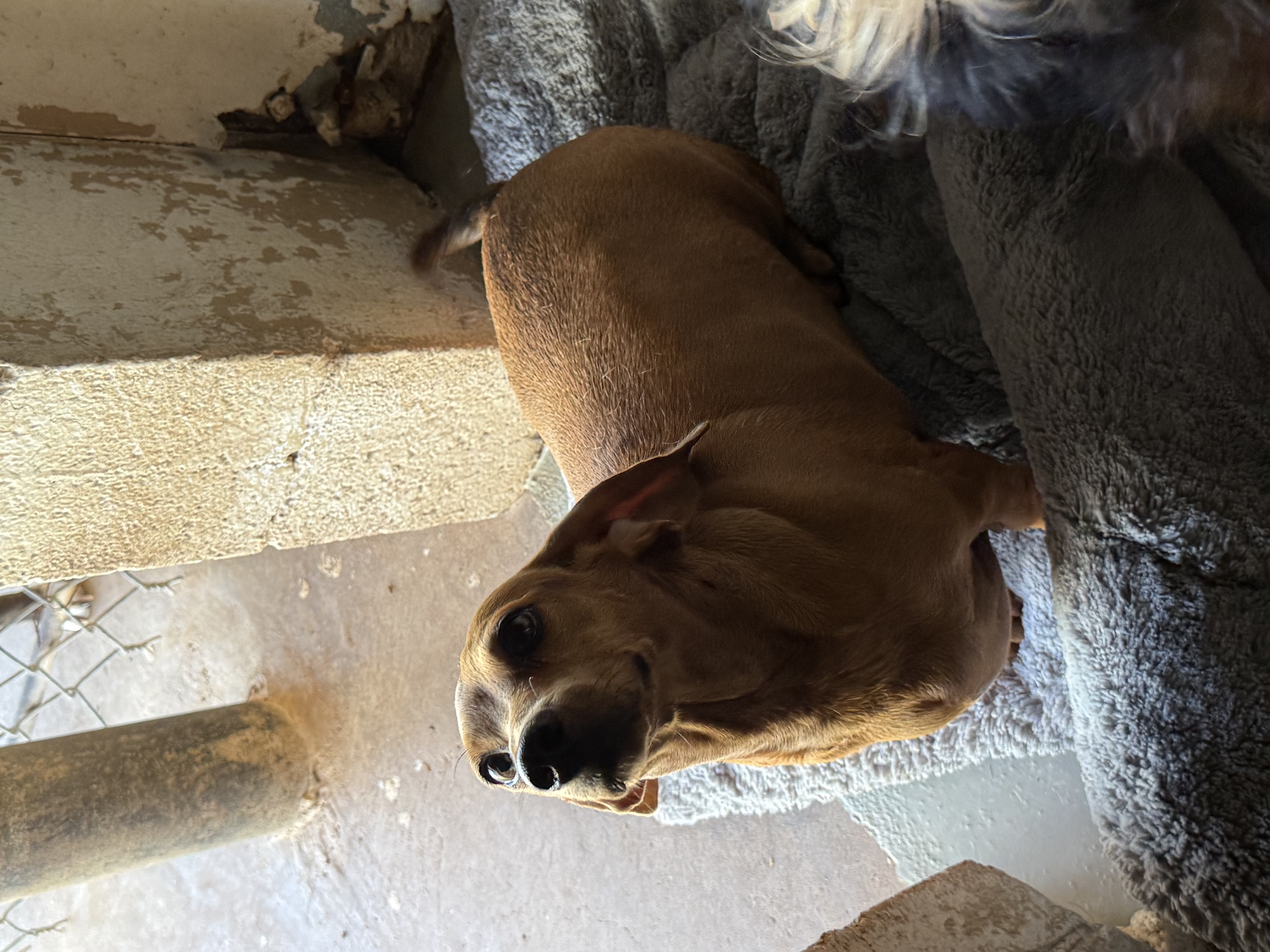 Maizee available for adoption