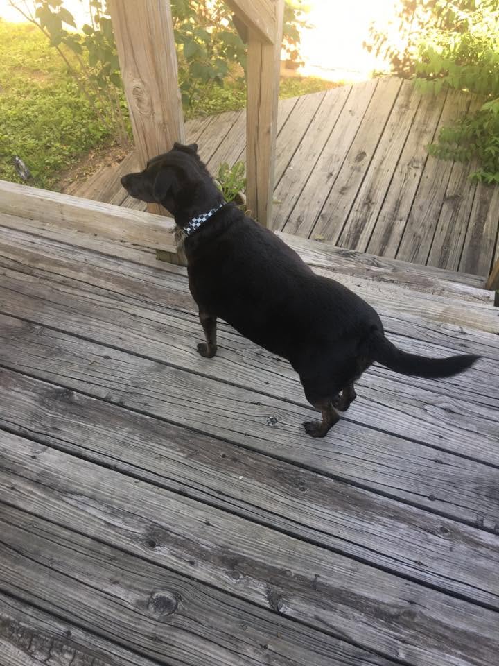 Pepper available for adoption