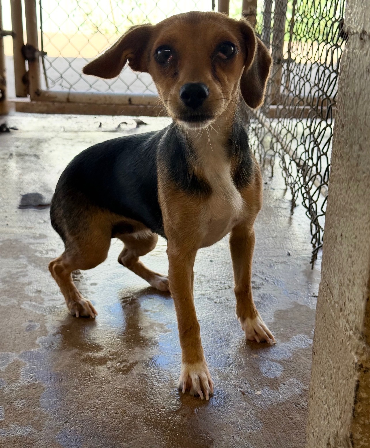 Star coming soon for adoption