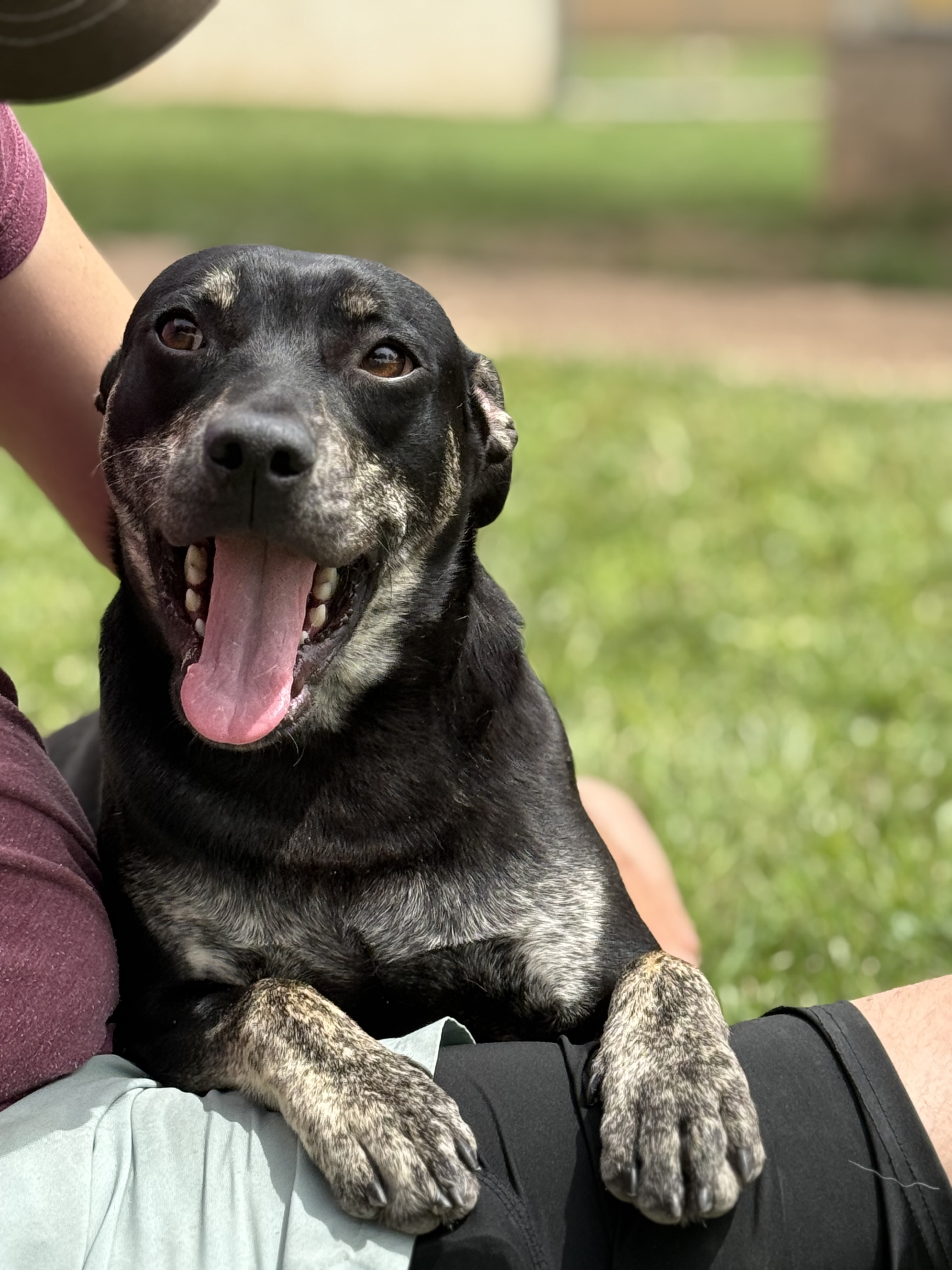 Angus available for adoption