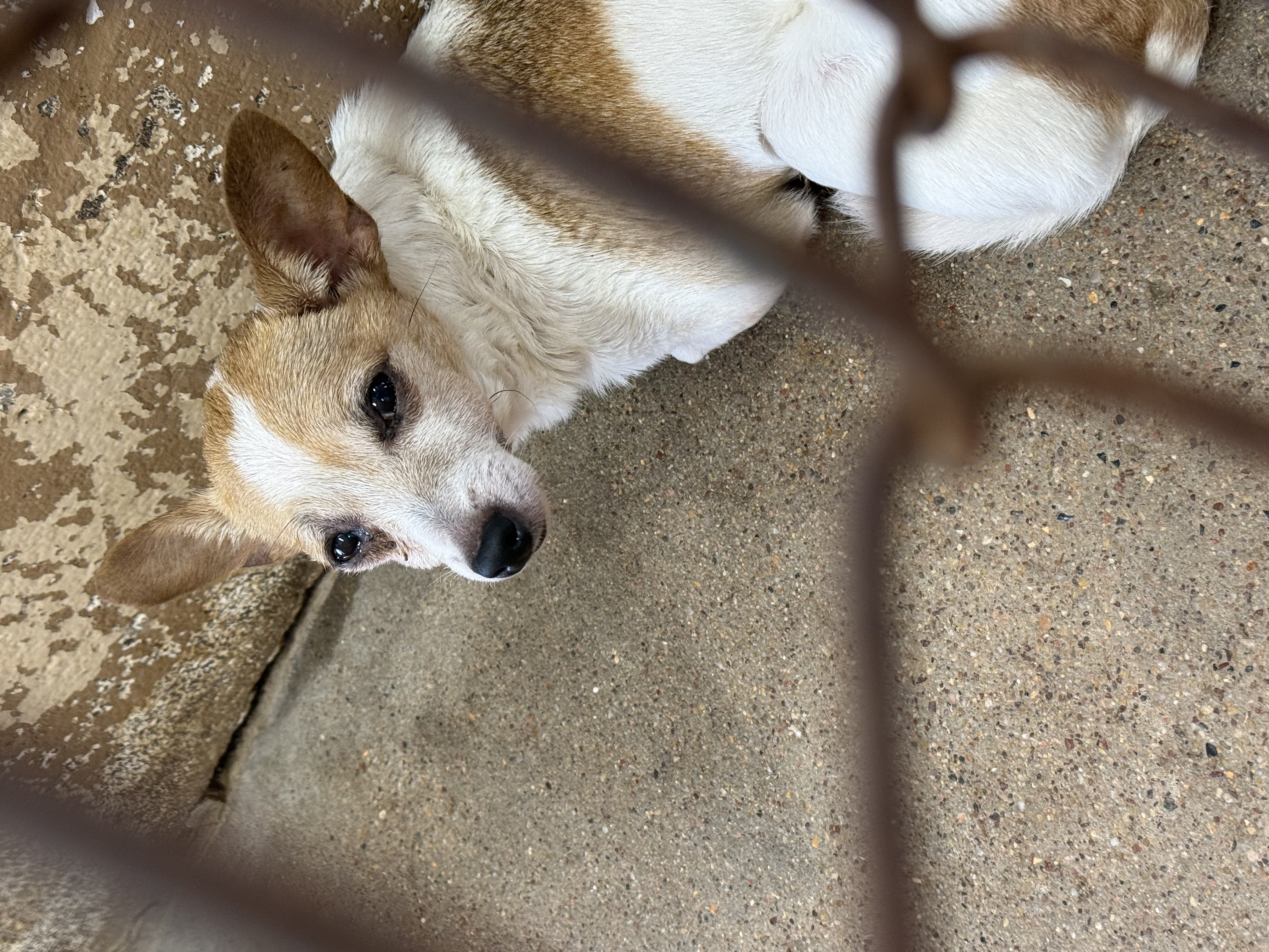 Sadie available for adoption
