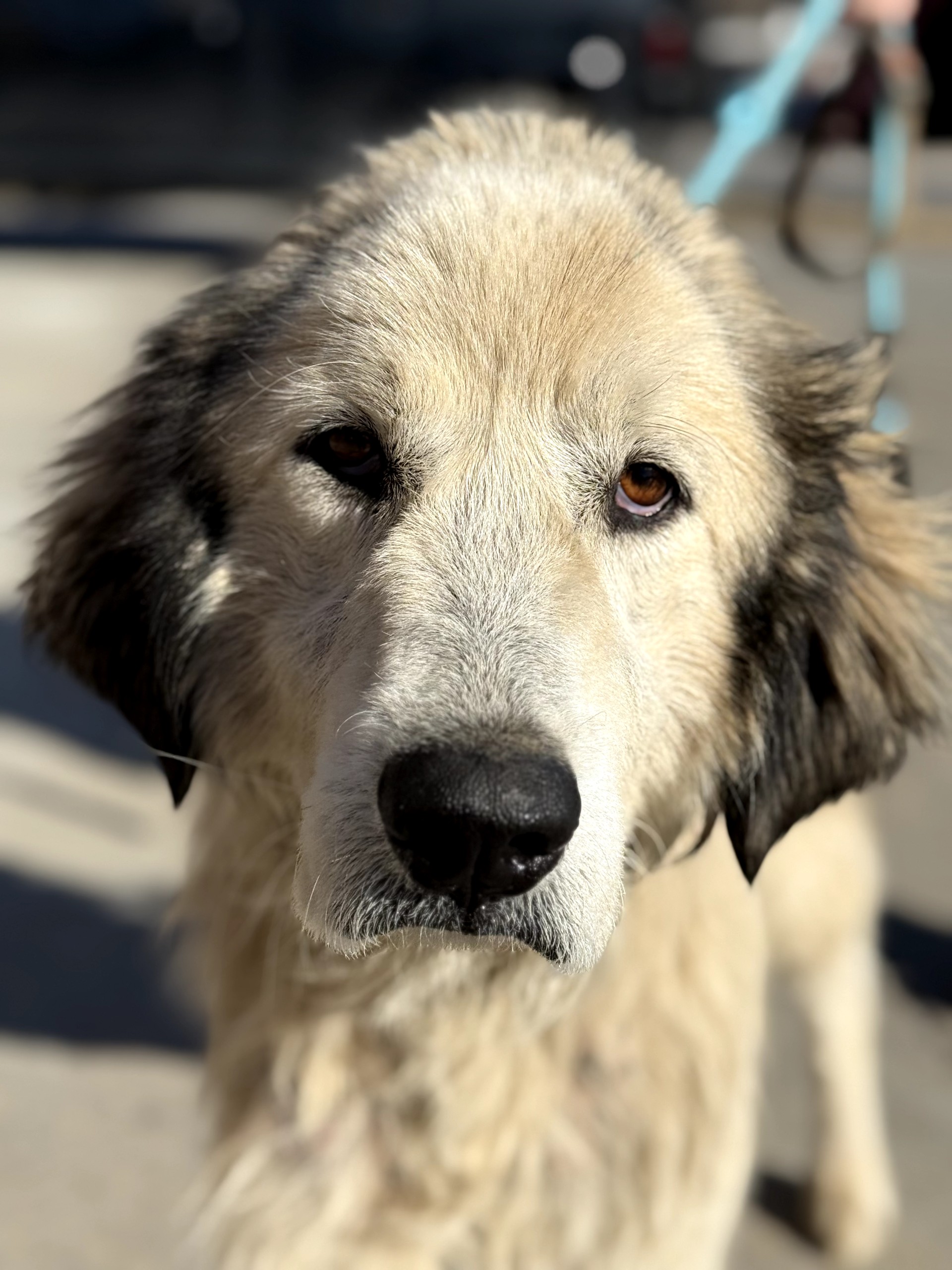 Bear available for adoption