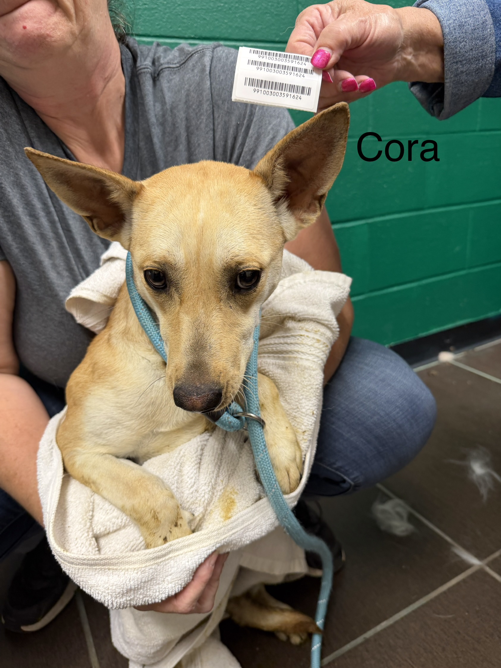 Cora coming soon for adoption