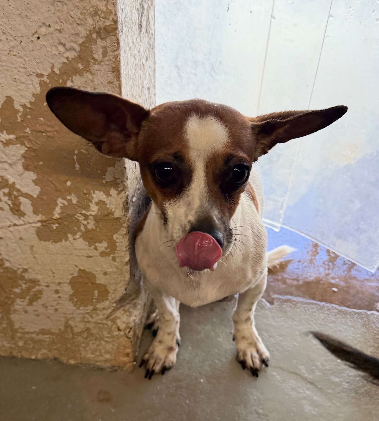 Leo available for adoption