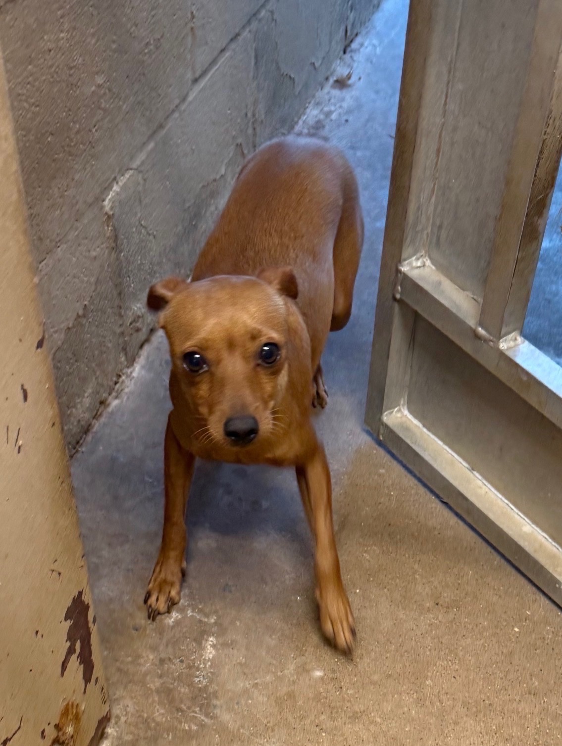 PJ coming soon for adoption