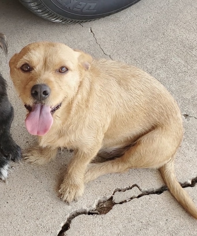 Pricilla coming soon for adoption