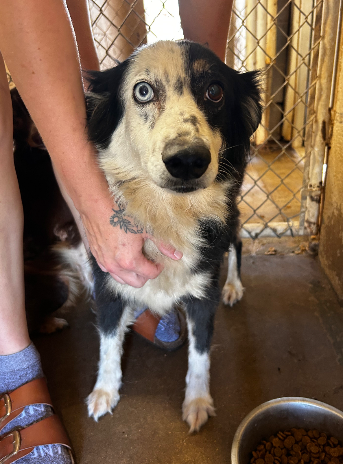 Copper (Pebbles) available for adoption