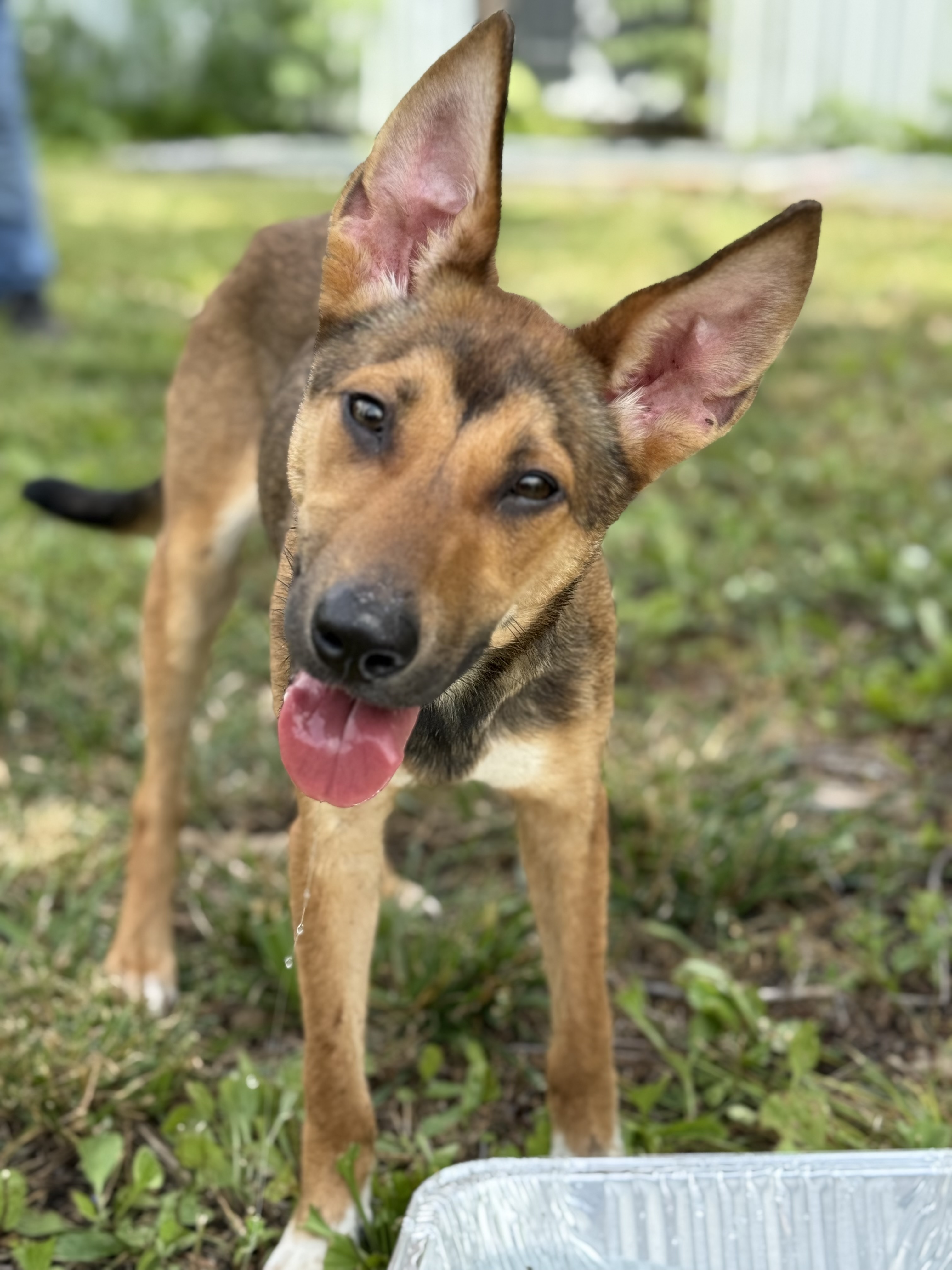 Lulu available for adoption