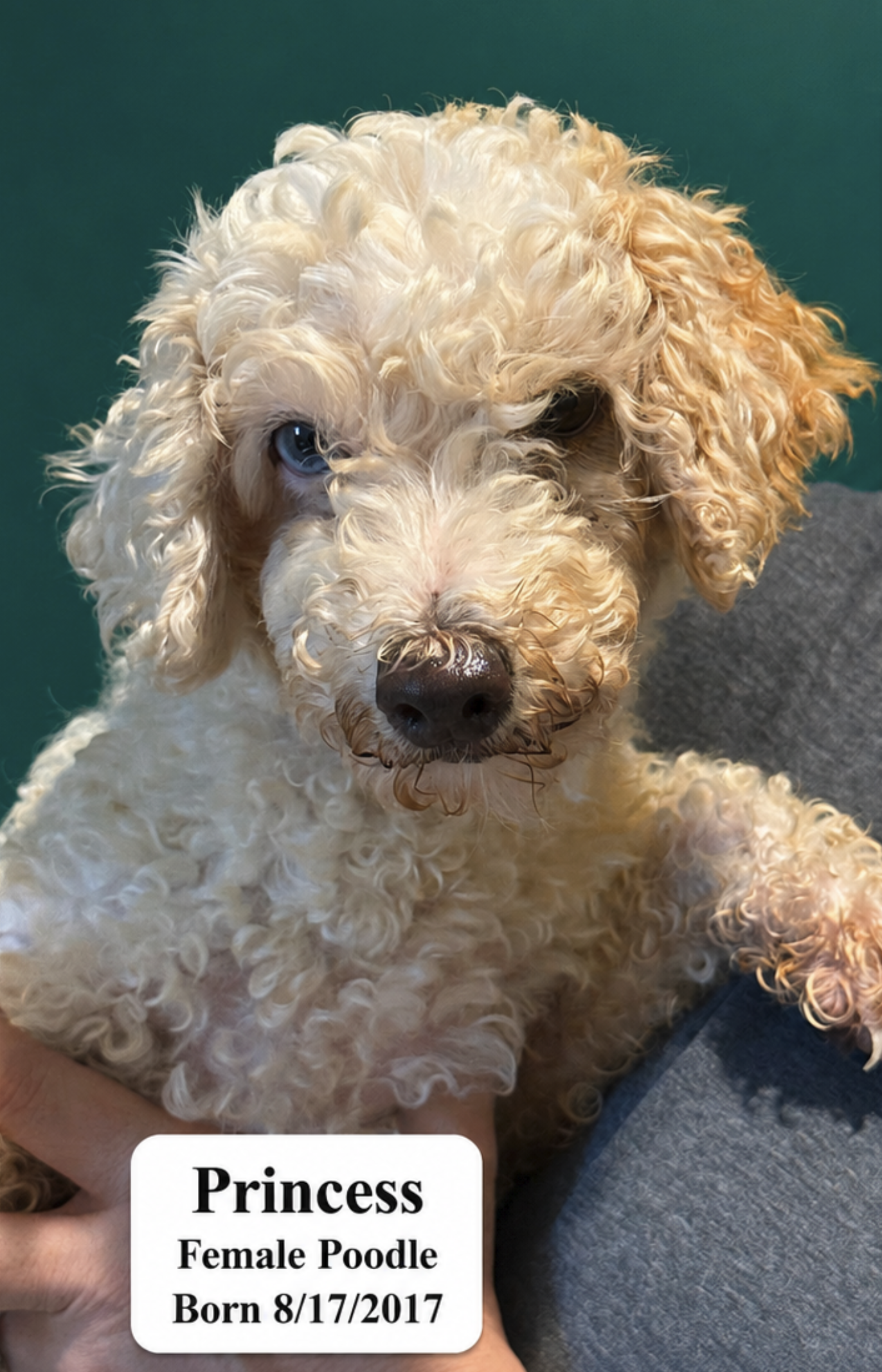 Princess available for adoption