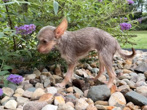 Eclipse available for adoption
