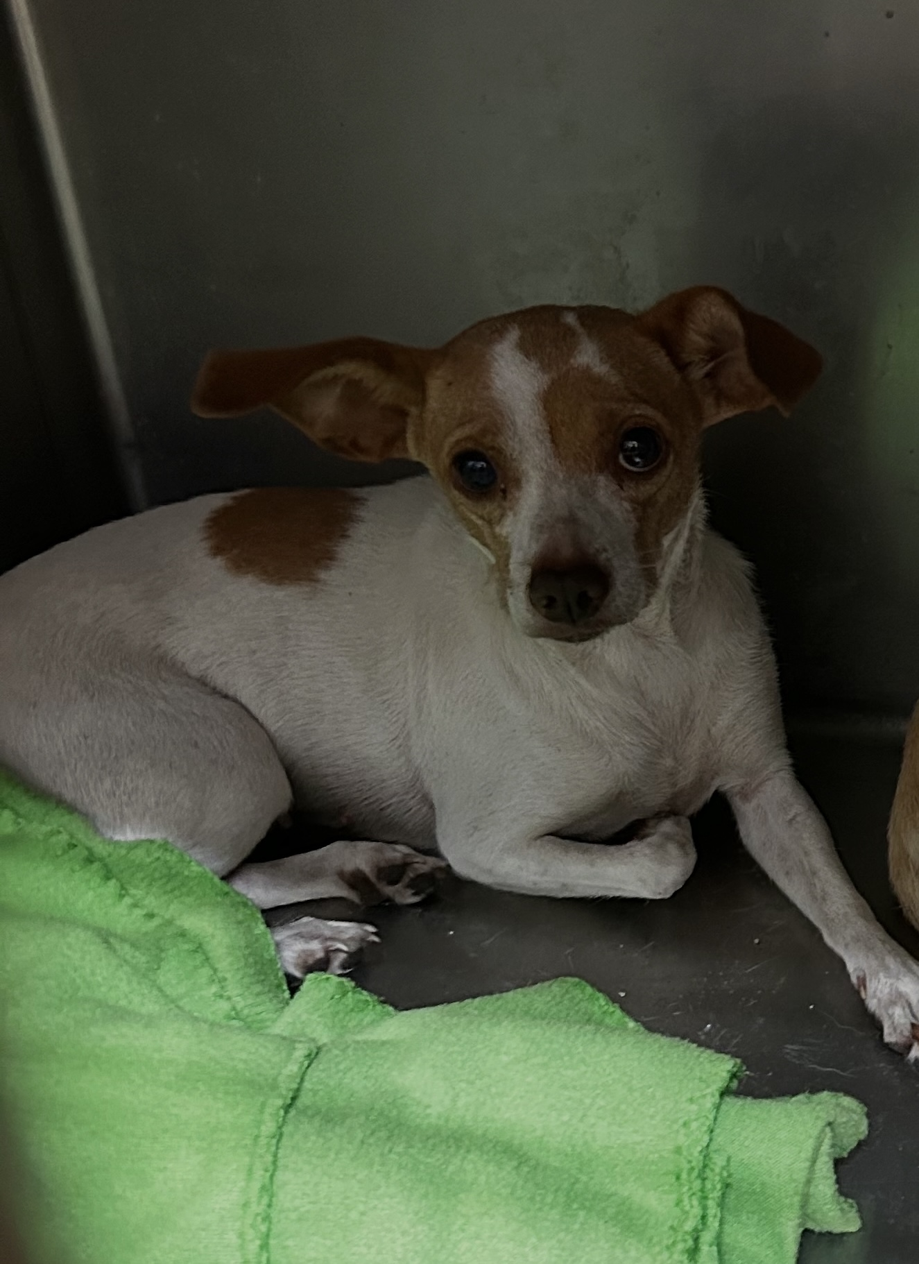 Socks available for adoption